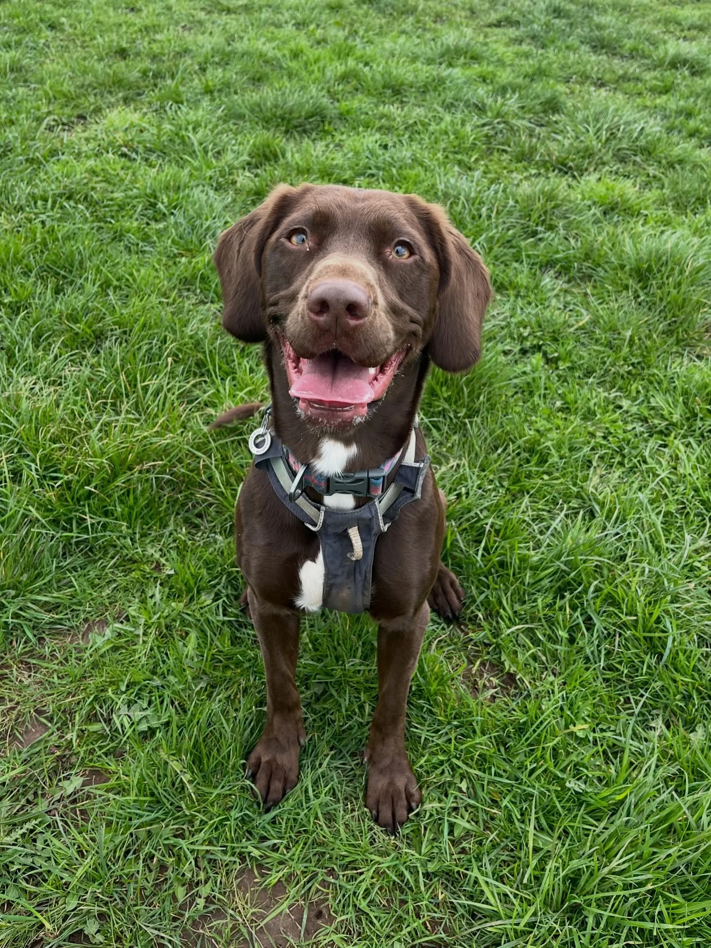 Welcome to the squad Nellie the Springador!! Can&rsquo;t wait for all the games we are going to play with your new friendship group. &hearts;️