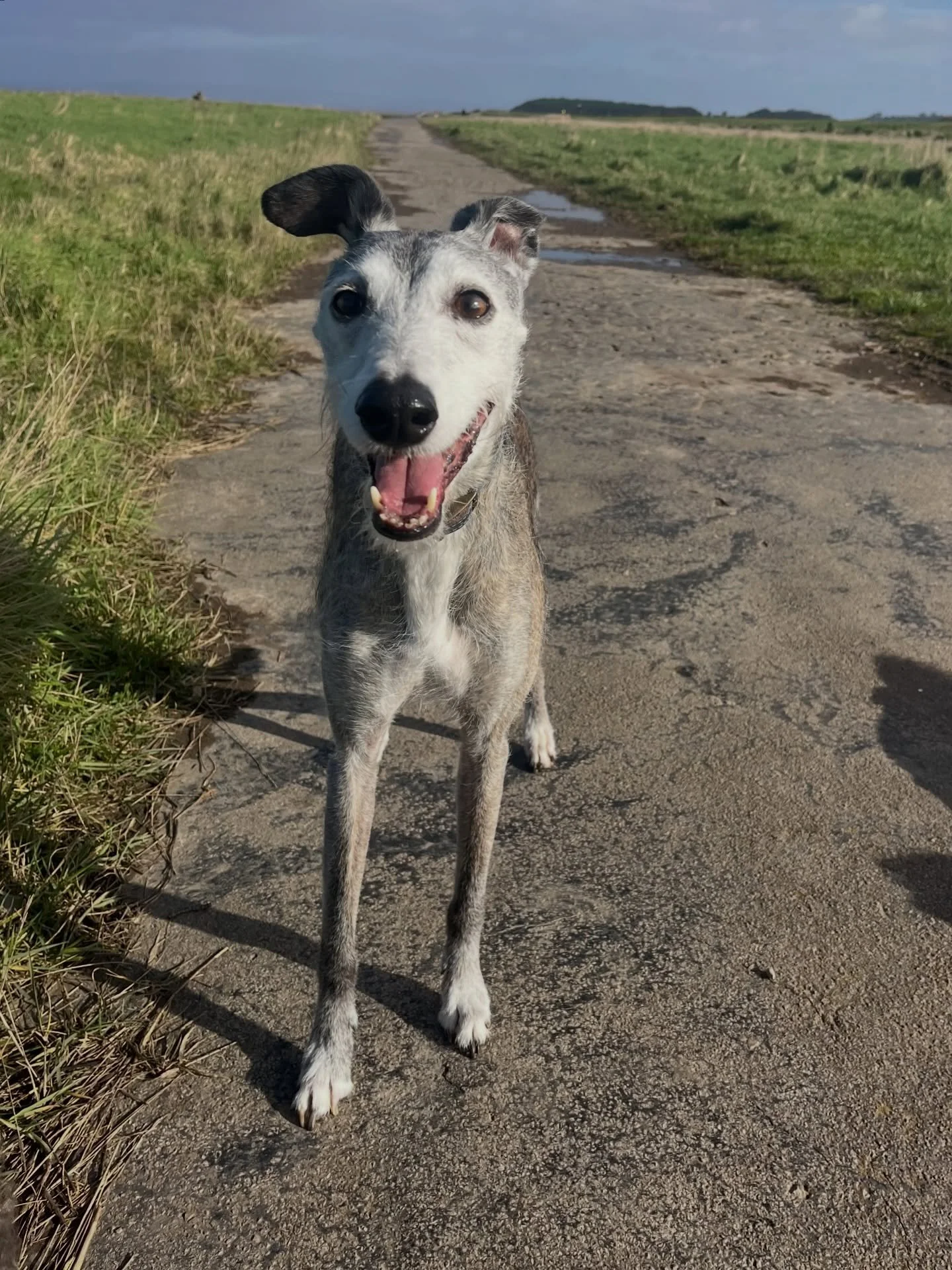 T U E S D A Y

Another day of bliss.

6.30 start with Murphy and Freddie - could not have been more perfect! 

Skippy joined in on a small group walk. We had a brilliant mooch around the sea walls with Skippy, Kida and Nero. 

Freddie was a hoot with