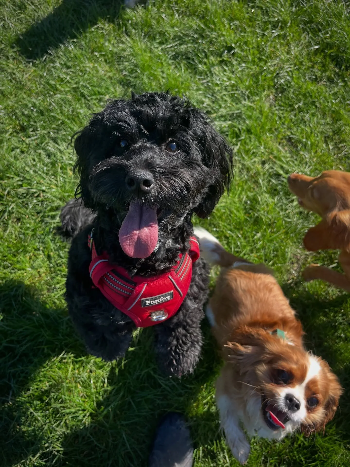 W E D N E S D A Y 🥵 

What a scorcher! Gallons of water was drunk and jumped in today! 

Sunrise walk with my two favorite red heads. 

Lovely 30 minute solo stroll through the woods with Finn. 

Sea walls run about for Nero, Bonnie and Murphy

Whip