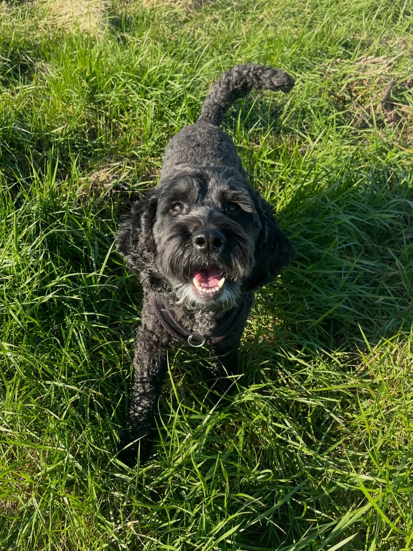 T H U R S D A Y 

Another beautiful day out there! 

Glorious start with Freddie and Murphy

On to the sea walls with Nero, Arlo and Pippin for a bit of sea air to wake us all up! 

Zooms and sniffs with Lyla, Freddie and Murph. 

Bonnie met Arlo for