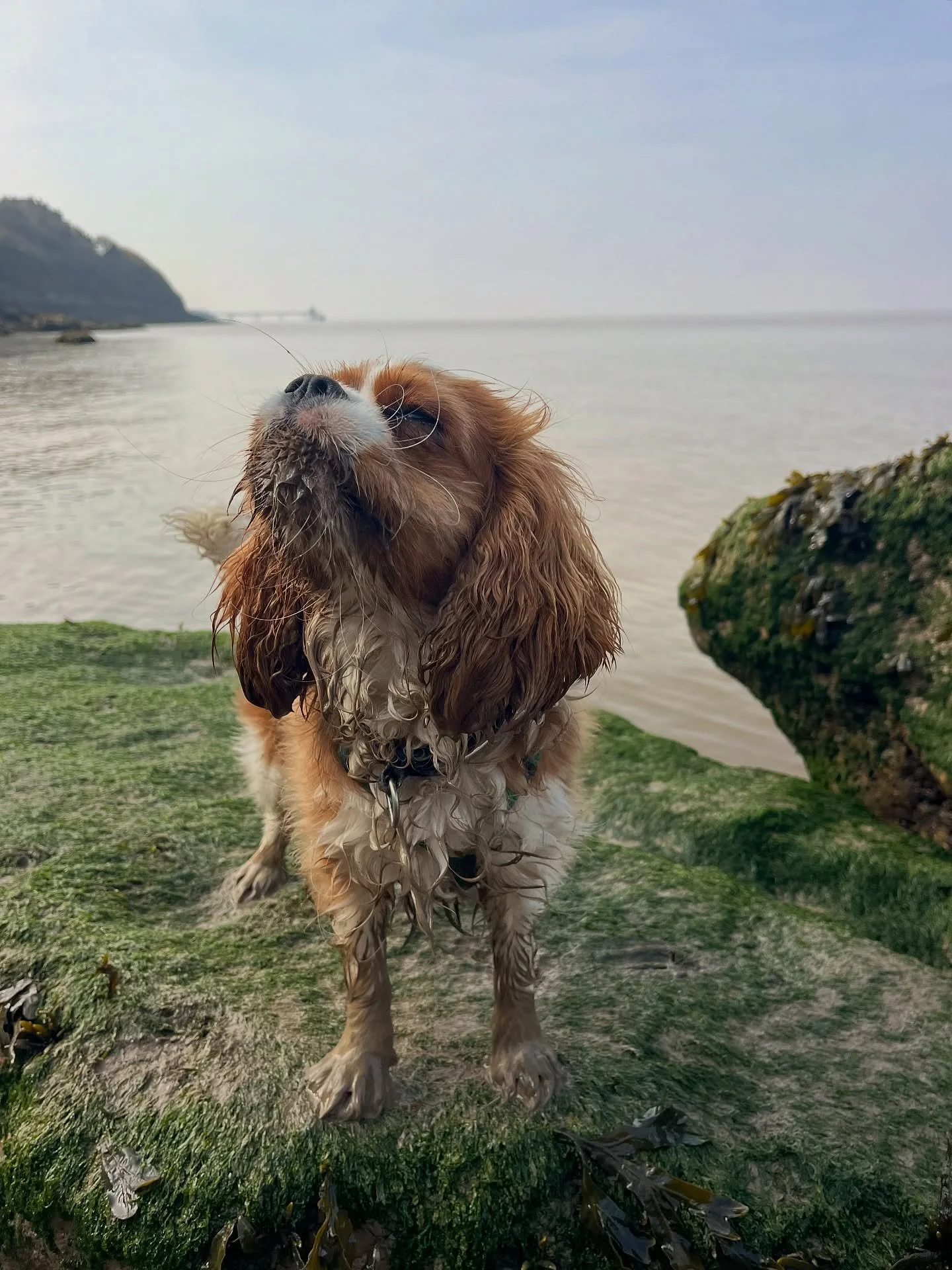 S A T U R D A Y 

Kerry&rsquo;s first trip to the seaside! She had great fun exploring all the new beach smells and dipping her paws in the mud! Beautiful start to the weekend.