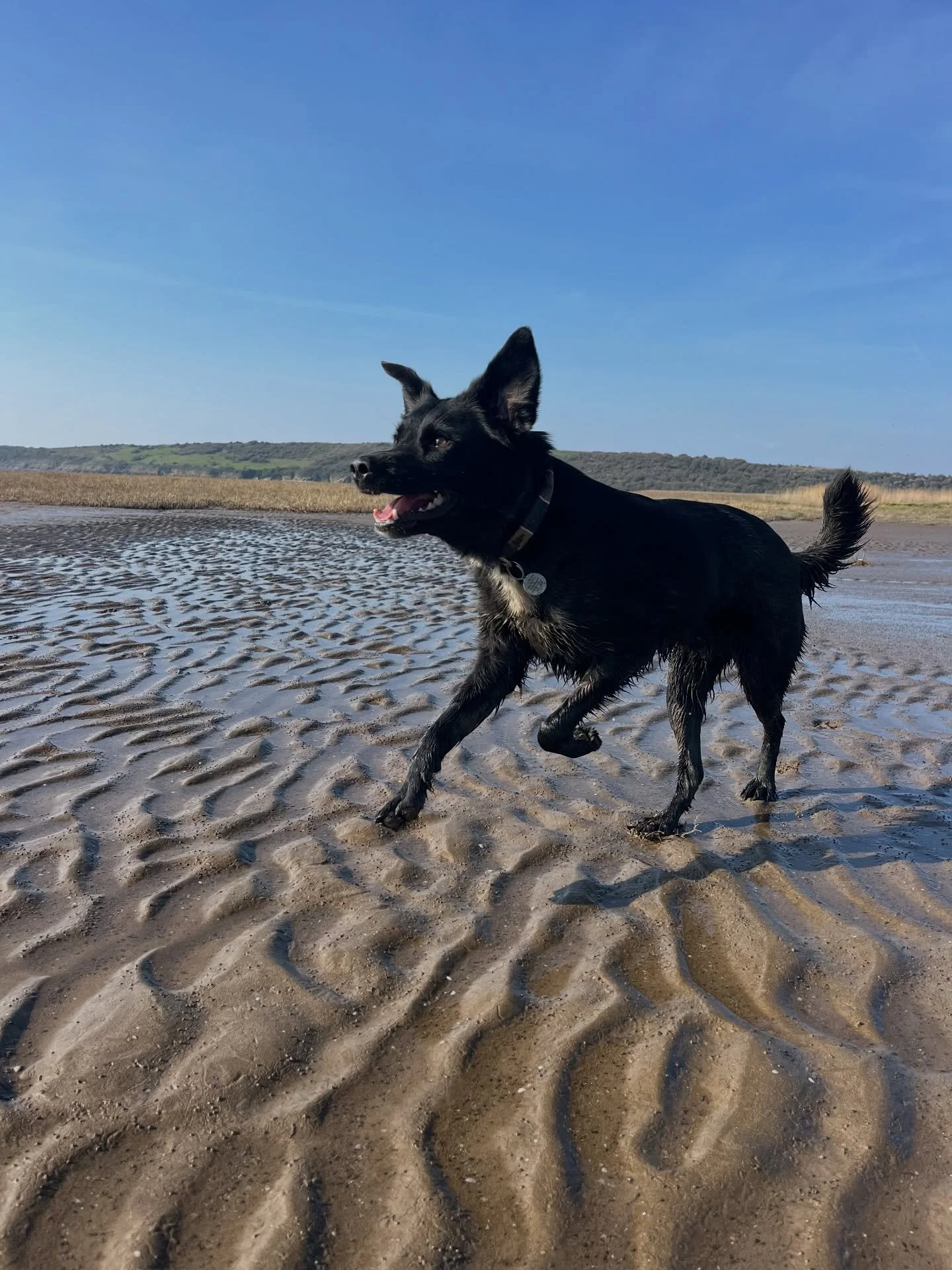 No better way to spend the day then at Sand bay with good dogs and good people! @budleighthesprollie