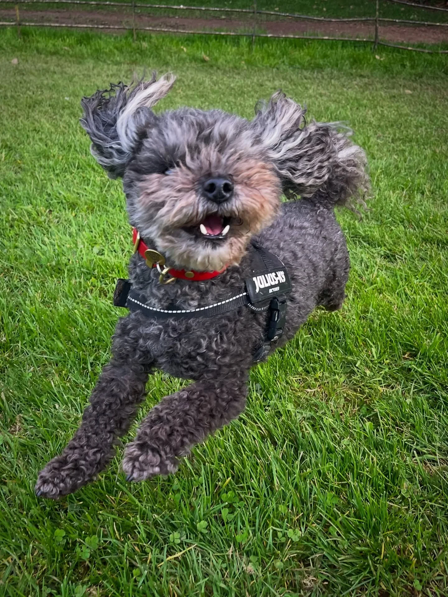 Adventure walk to Ashton Court. 
#clevedondogsquad