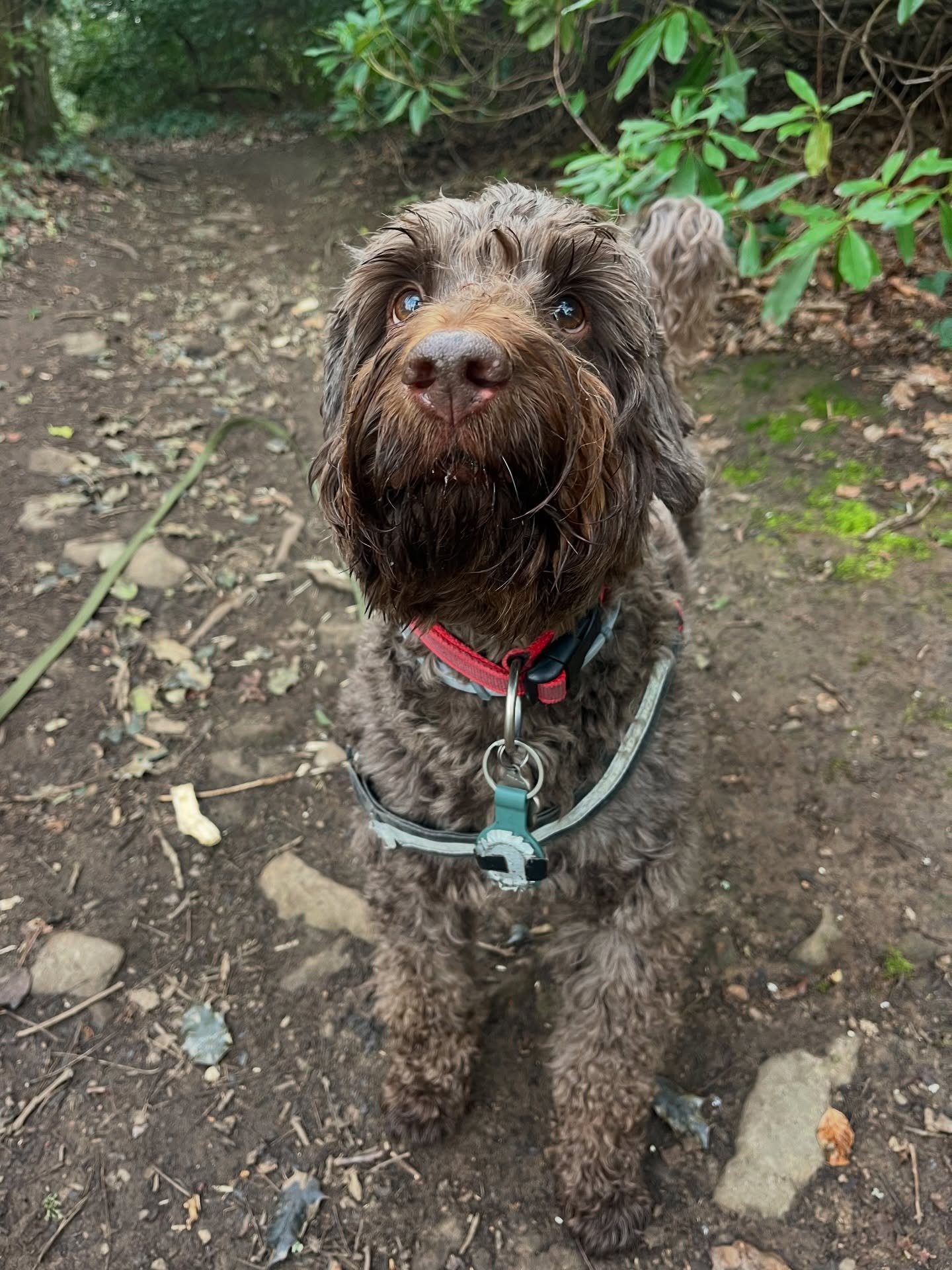 M O N D A Y

Kick started the day with Finn. Waking up with the birds in the woods. 

Bonnie, Murphy and Nero did some exploring. 

Daisy joined in for a 30 minute stroll down by the river 

Arlo, Pip and Bobby raced about and went for swims. 

Sunda