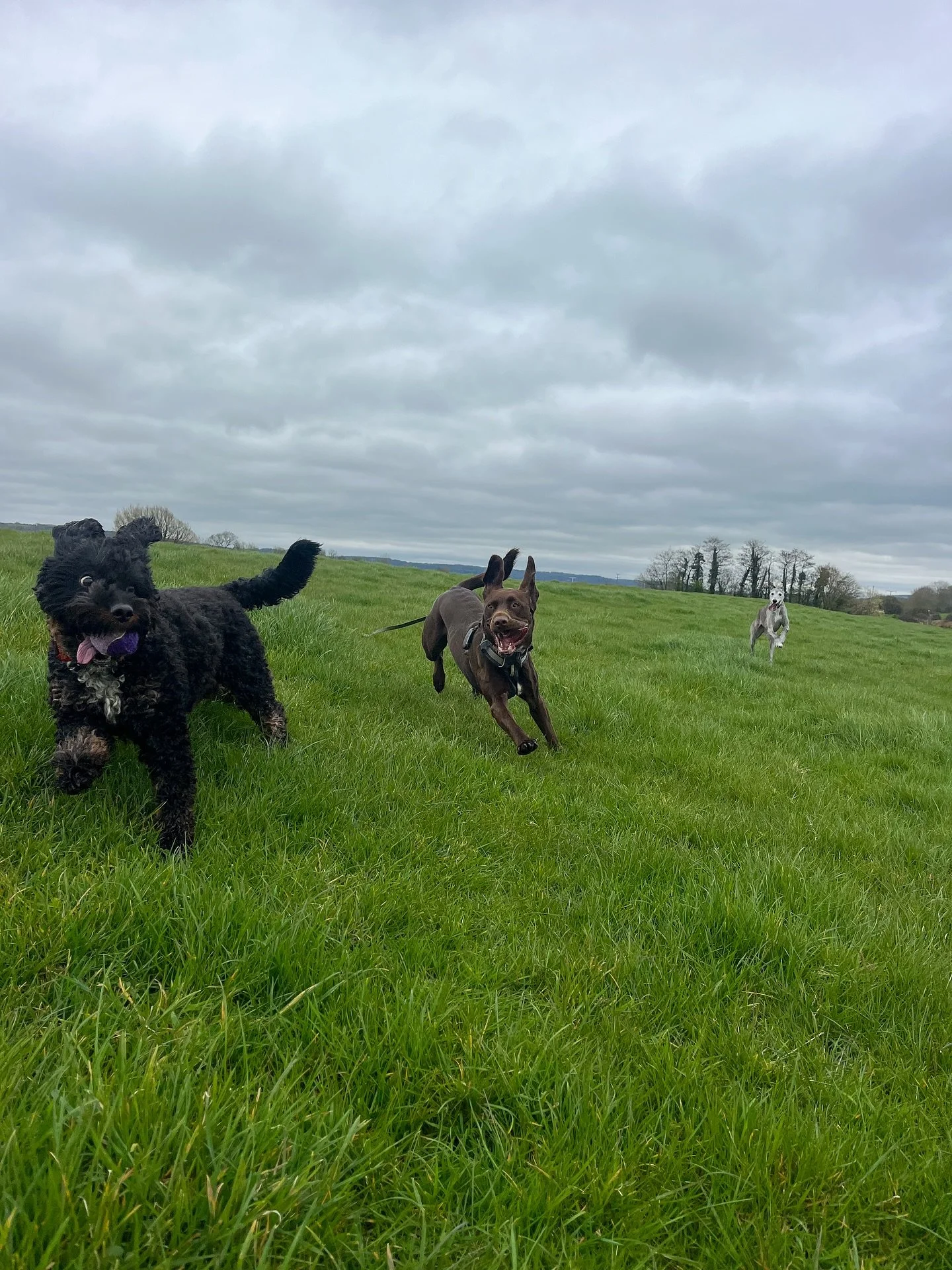 T U E S D A Y

Fab day! 

Wonderful morning with Ralph, Kizzy, Pippin and Kida. 

Freddie, Lyla, Nero and Murphy went for a lovely walk. Lyla and Freddie decided to do zoomies on the lead together which was interesting for me! 

Skippy met Nellie and