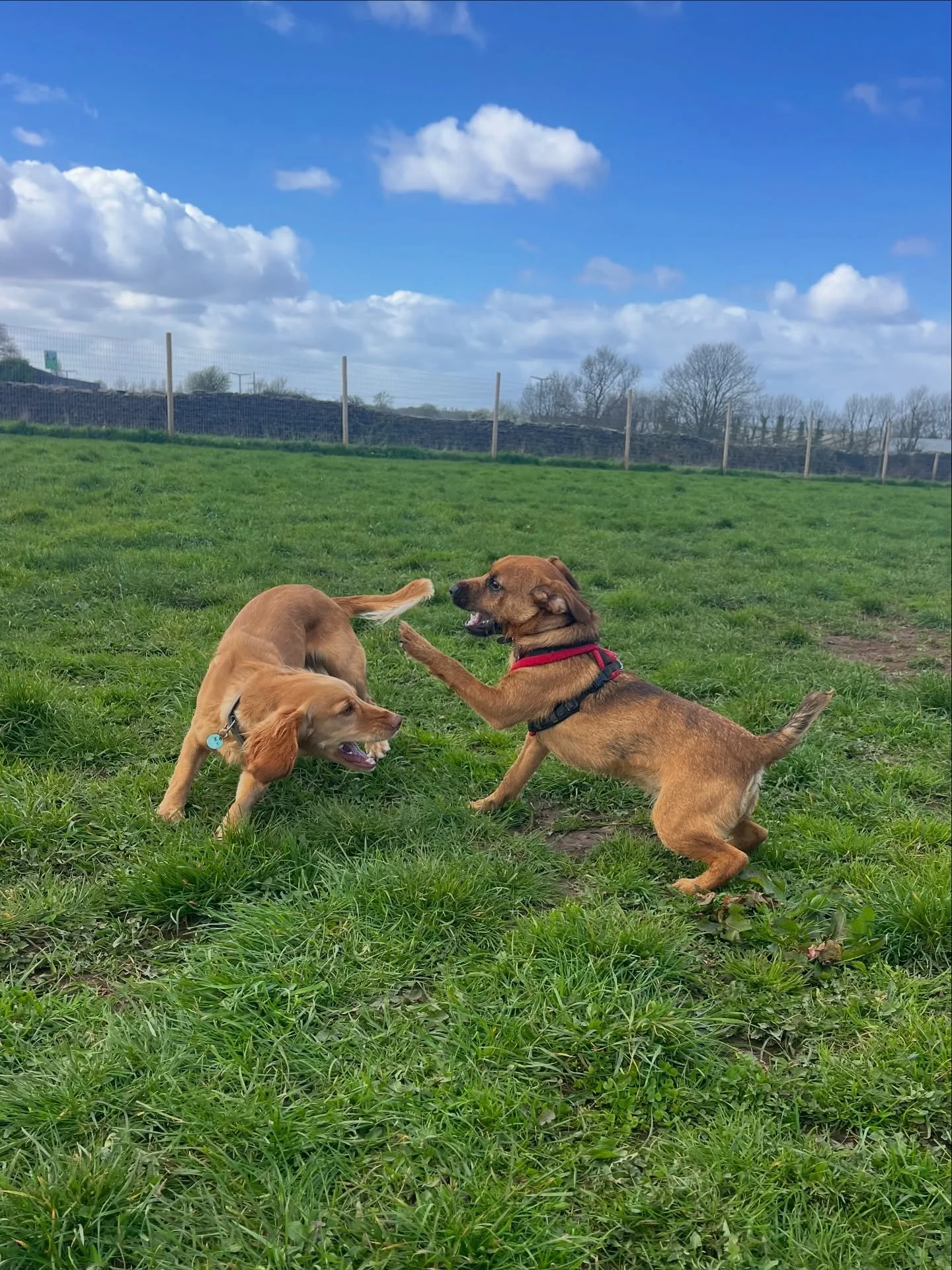 W E D N E S D A Y

I always said I&rsquo;d give my right hand for any of the dogs in my care and today really felt like I had! 😂 

Thanks for all the support while I operate a little handicapped for the next week or so. As long as I have one working