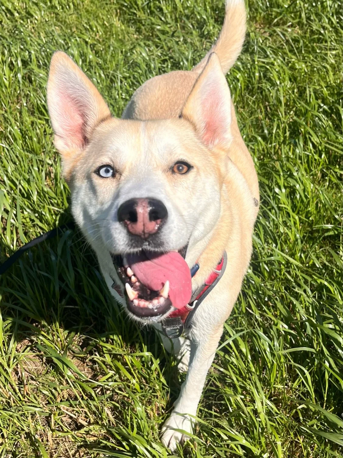 So lovely to be walking gorgeous Zizi again all this week! What a treat. 😊