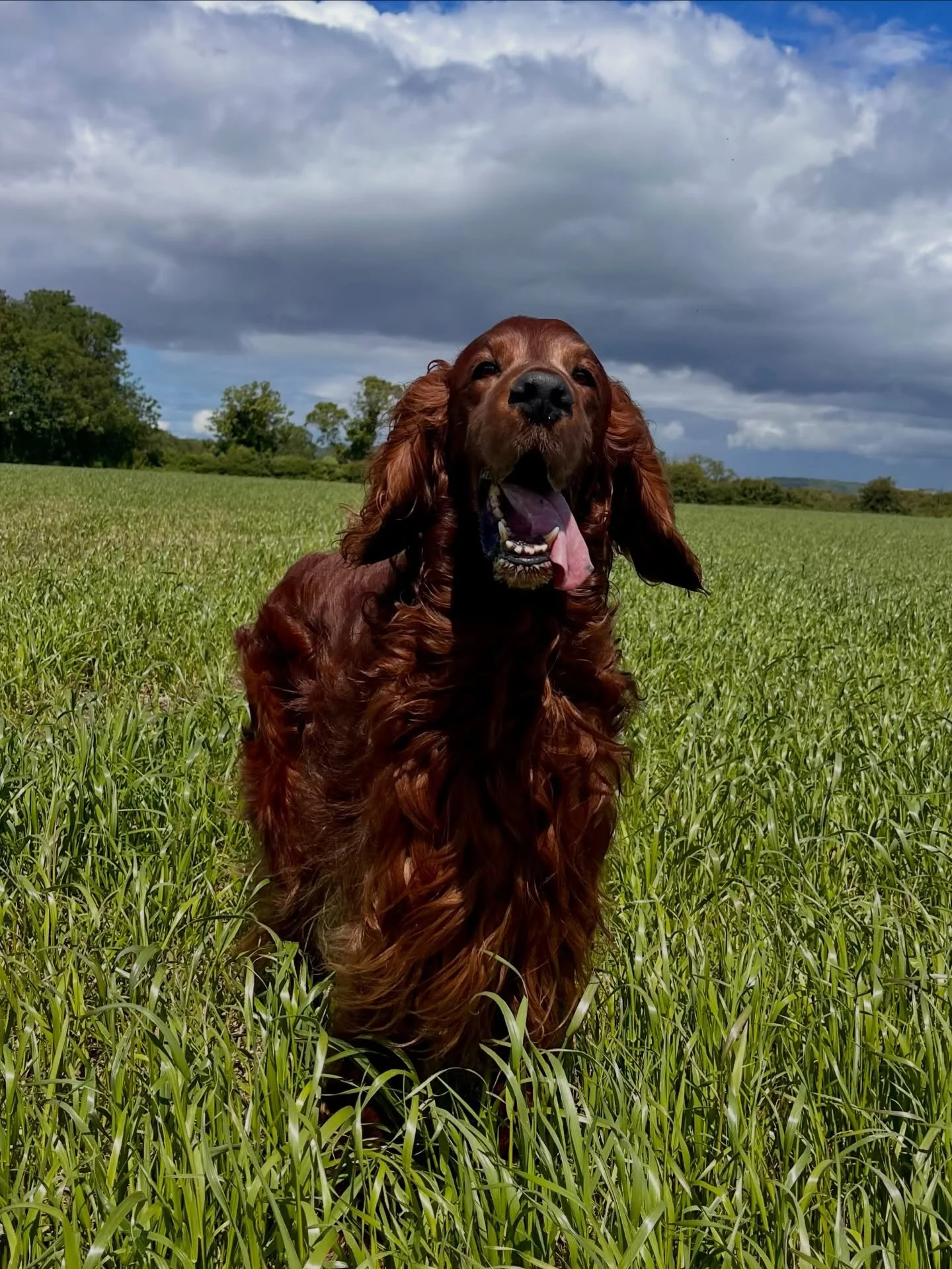 Happy 11th Birthday my Murph!!! 👑 

You may groan a little more when you lie down, your legs may be a little stiffer than they used to be and you may have a little more sugar dusted around your beautiful auburn face but you still gallop around like 