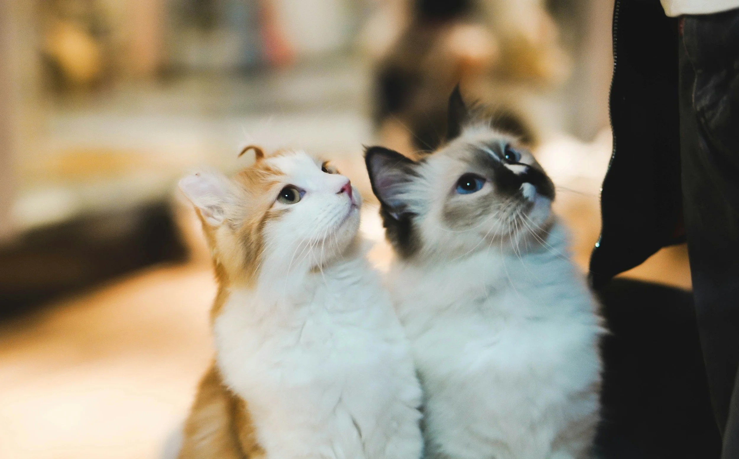 Zwei flauschige Katzen mit blauen Augen schauen aufmerksam nach oben in einem warm beleuchteten Raum.