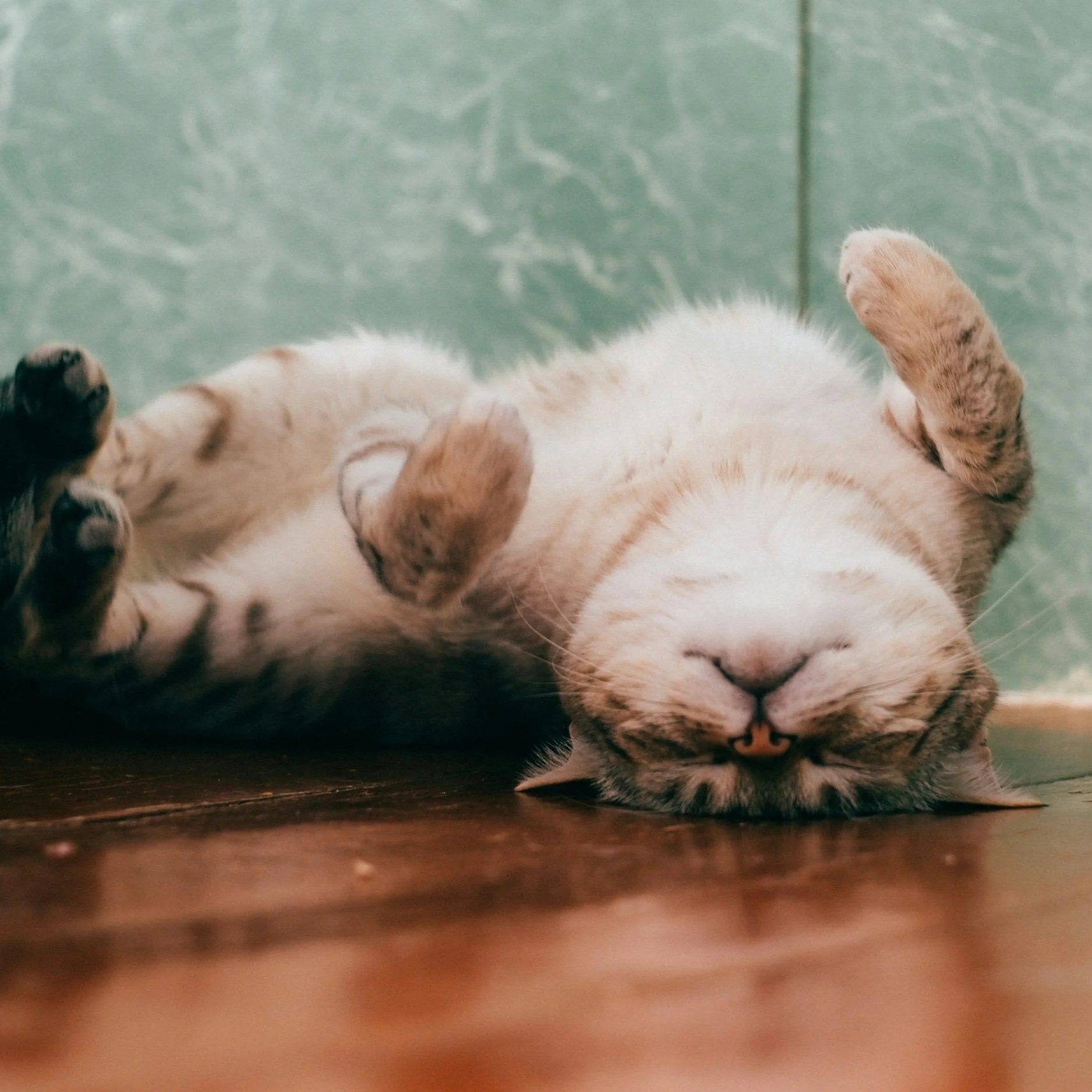 Ein liegender Kater auf dem Rücken, mit geschlossenen Augen, auf einem Holzfußboden.