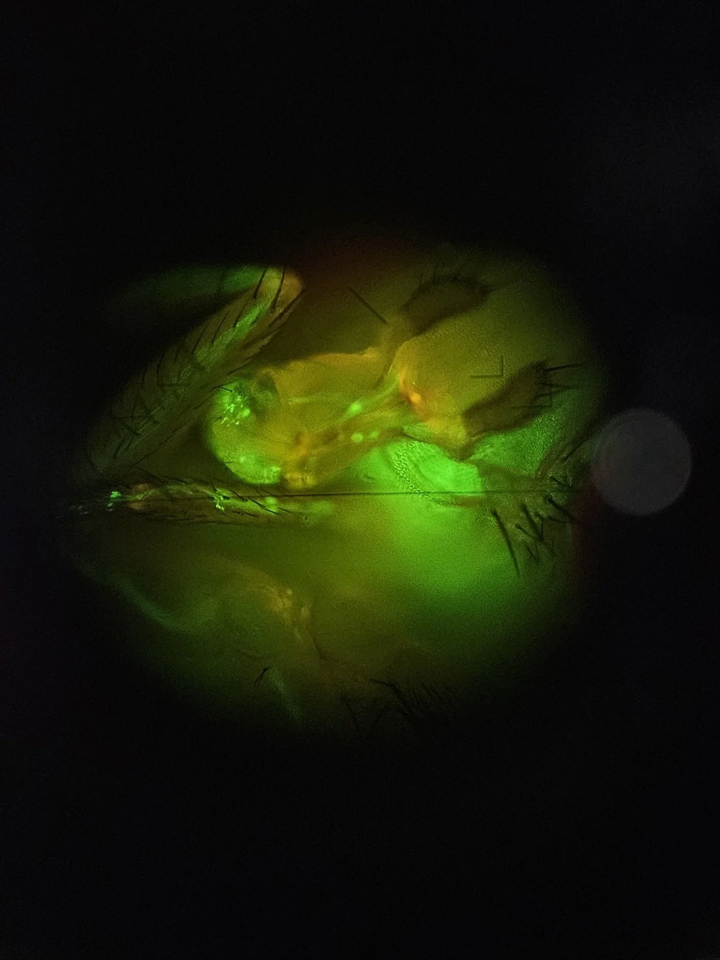A fluorescent lab sample.