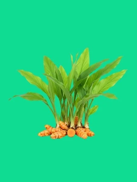 Tumeric Plant