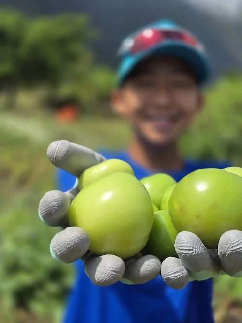 Boy Holding Tomatillos