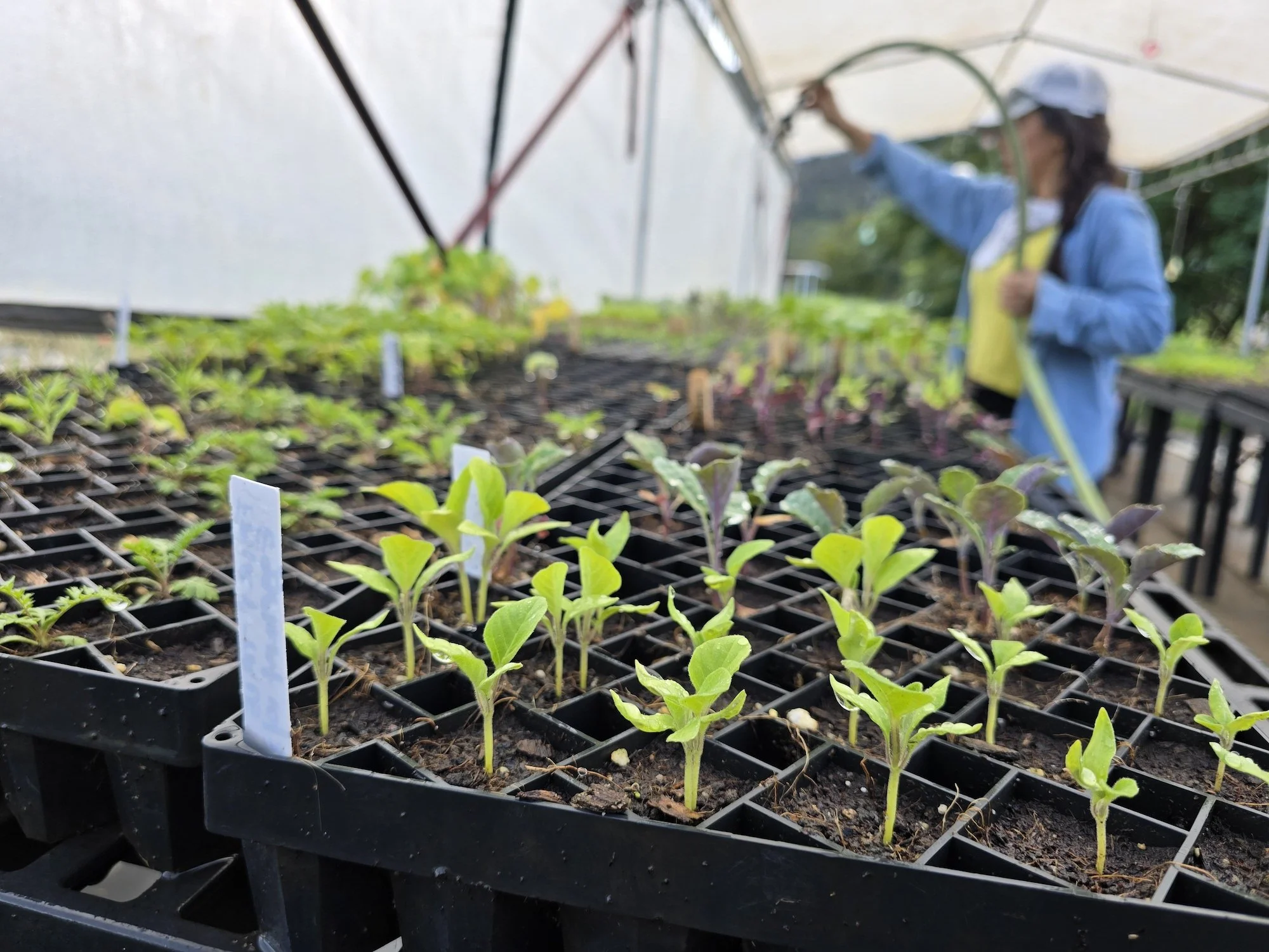 A woman watering young plants inside a greenhouse.