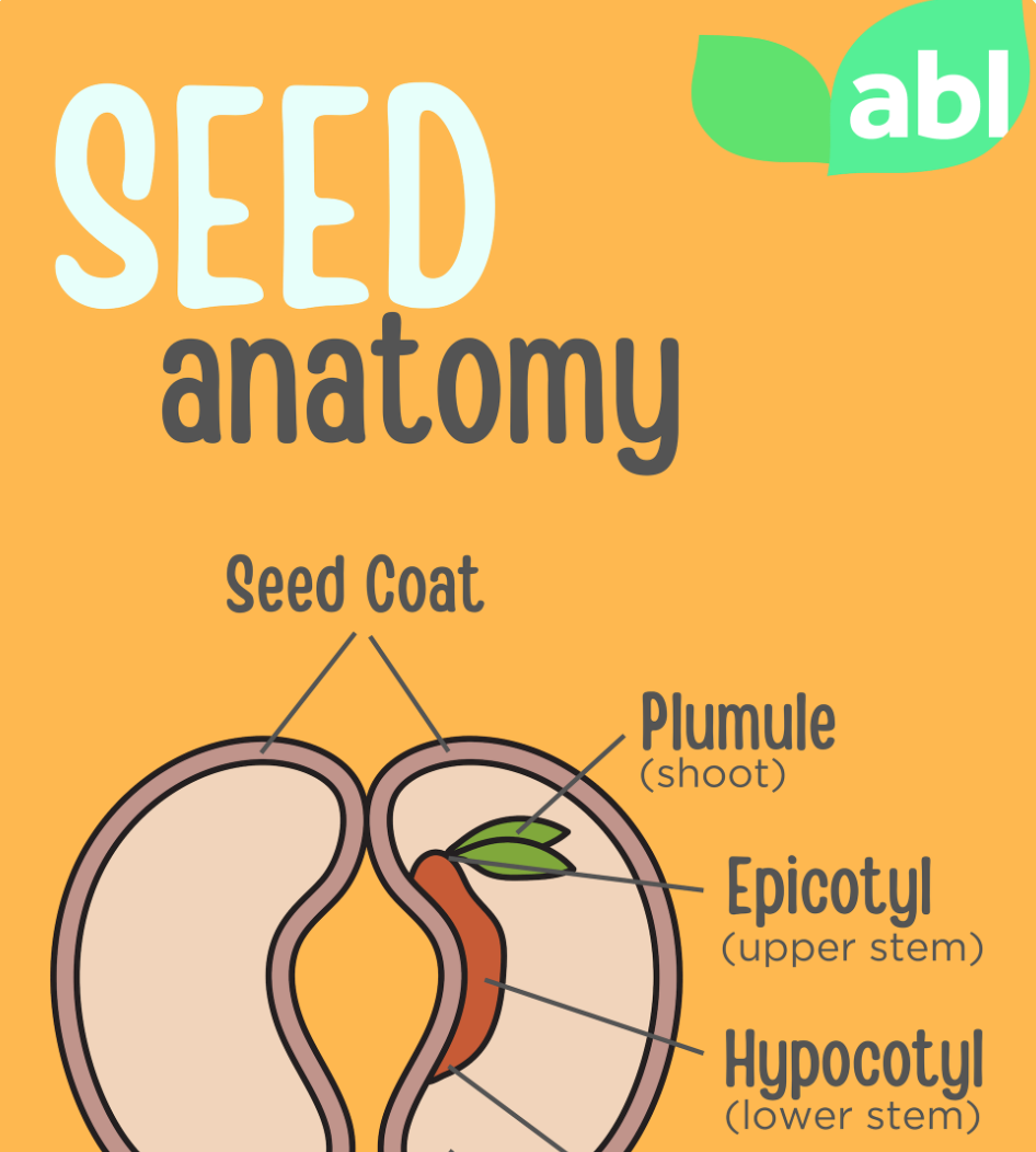 Seed Anatomy.png