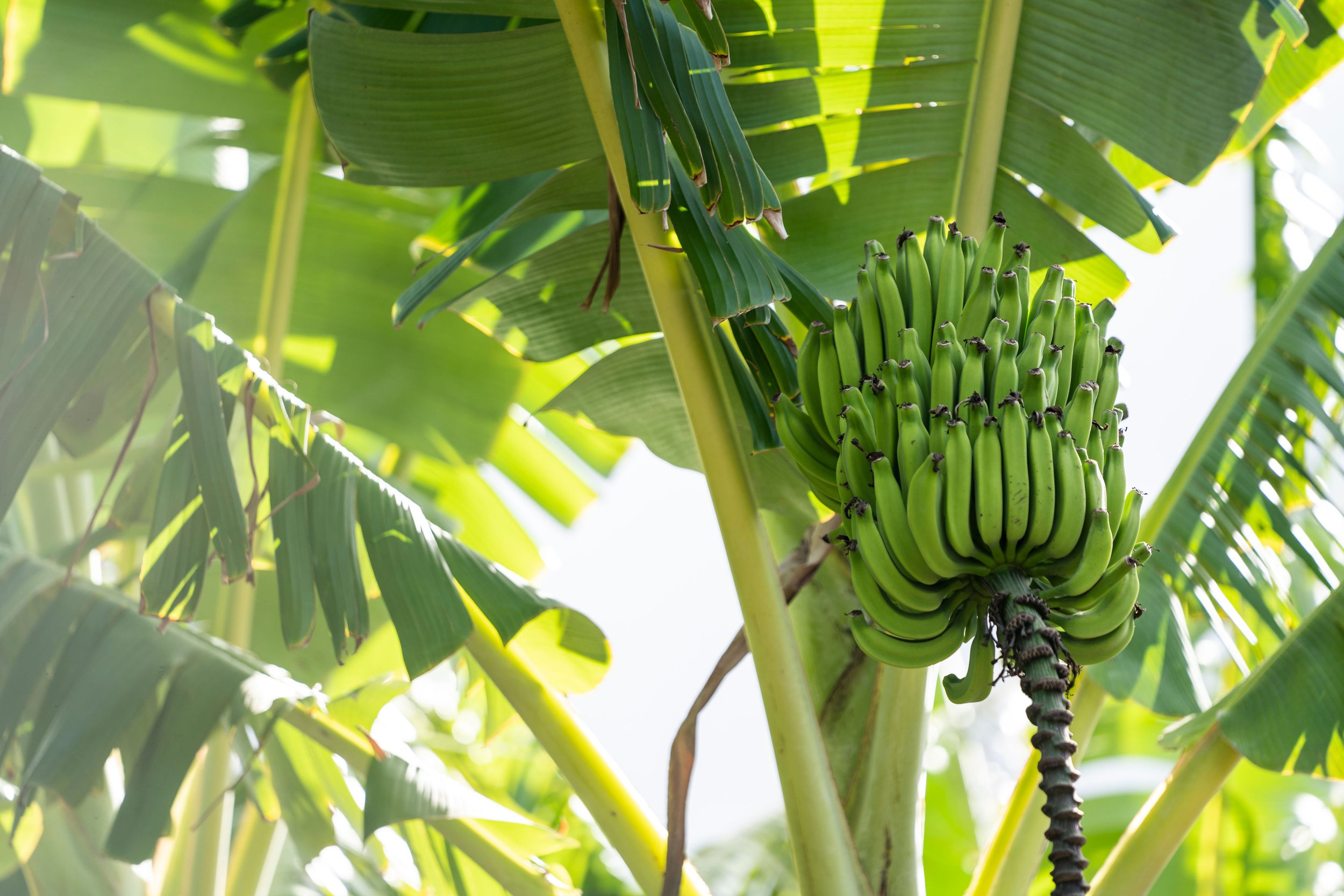 Close-up of a cluster of green bananas hanging from a banana plant, surrounded by large green banana leaves.