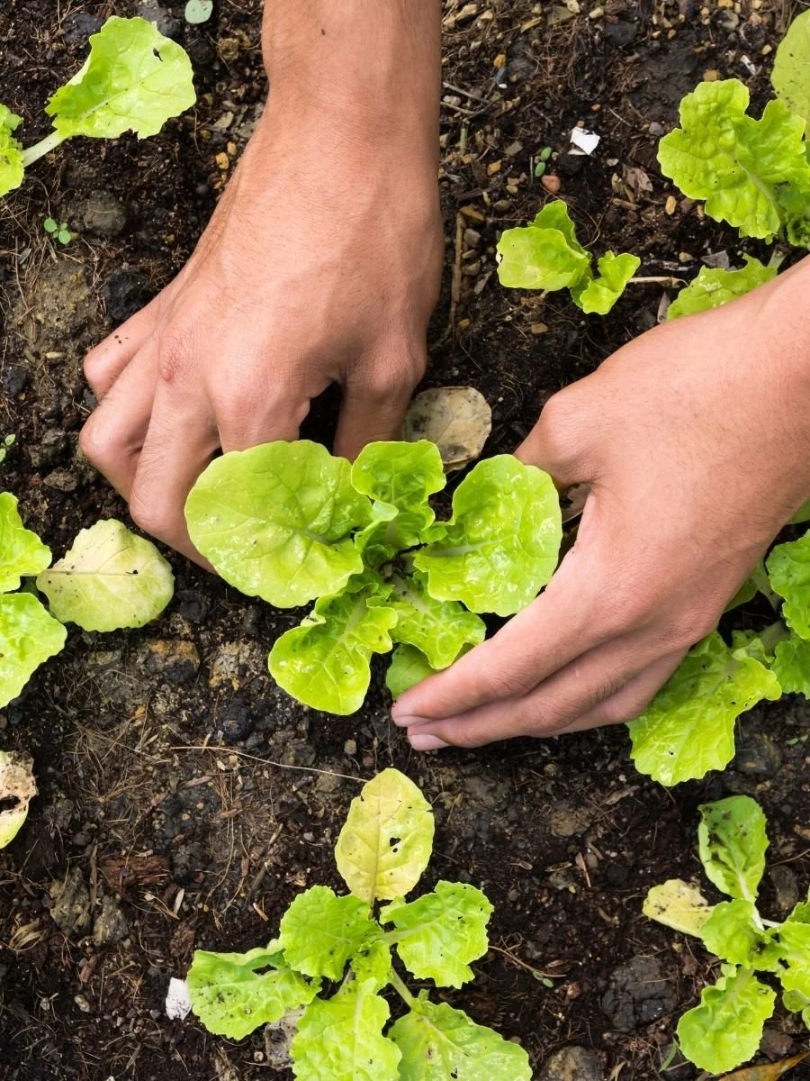 Two hands planting or tending to young lettuce plants in a garden bed with dark soil.