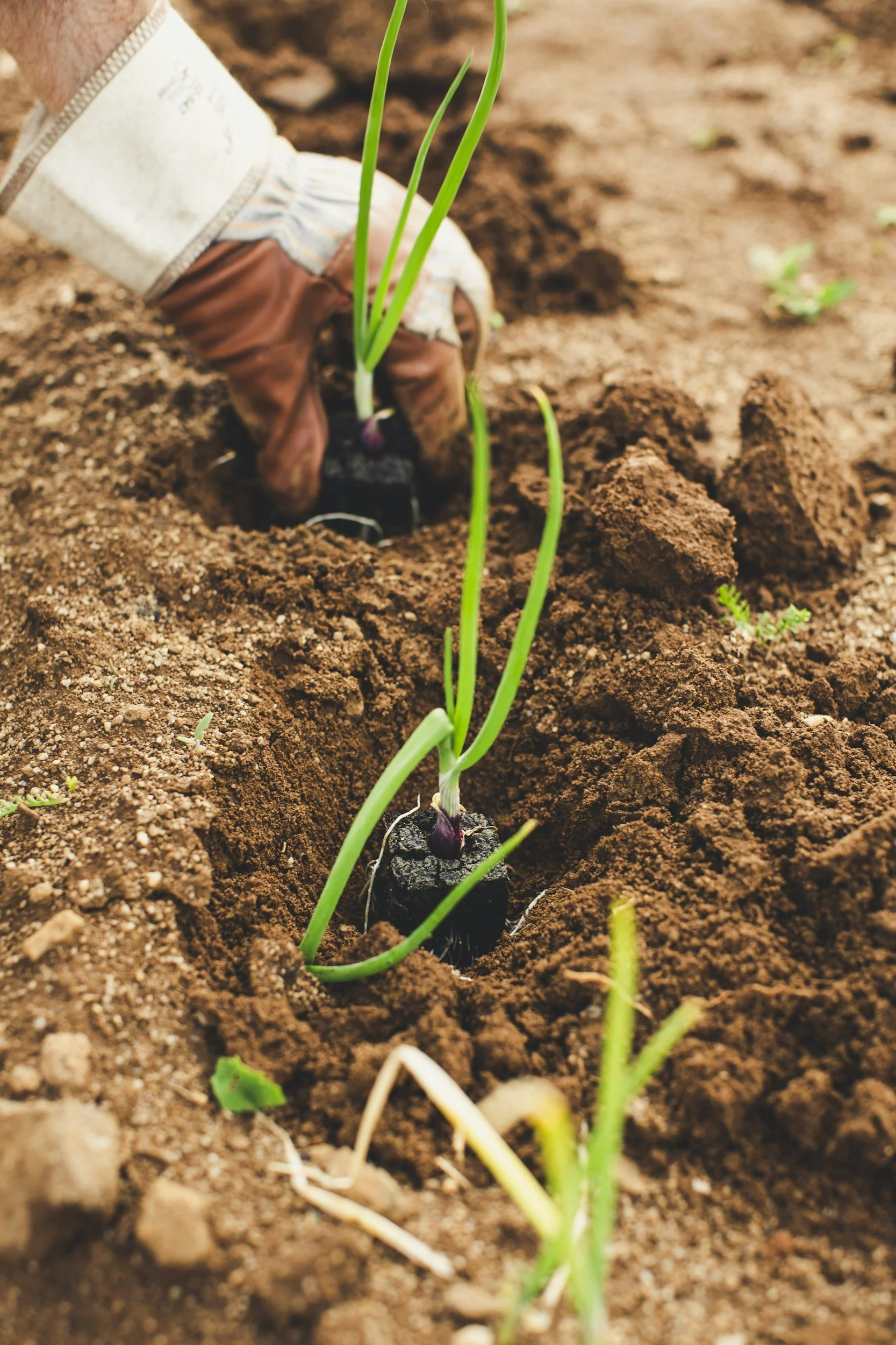 Person planting green onion seedlings in soil with gloves, showing close-up of hands and seedlings.