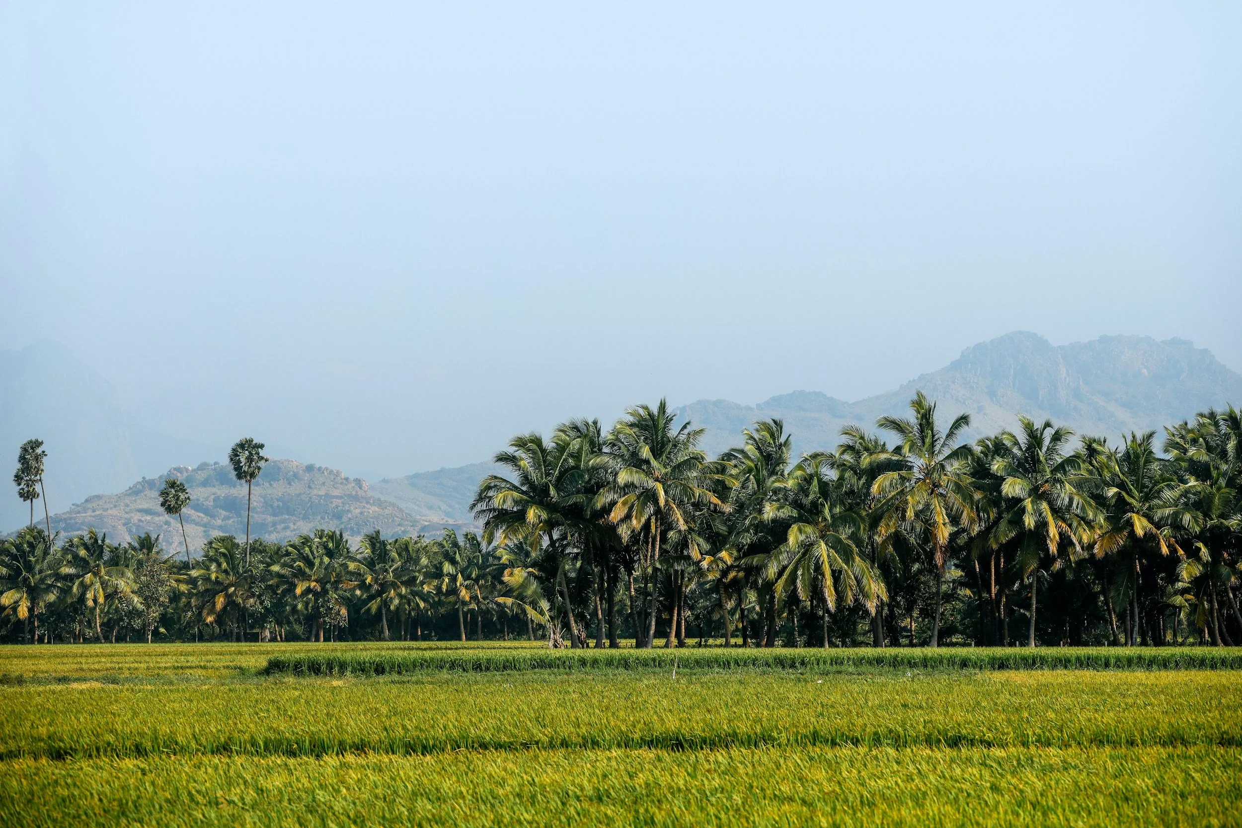 A lush field of green crops with a dense cluster of tall palm trees in the background and mountains in the distance under a clear blue sky.