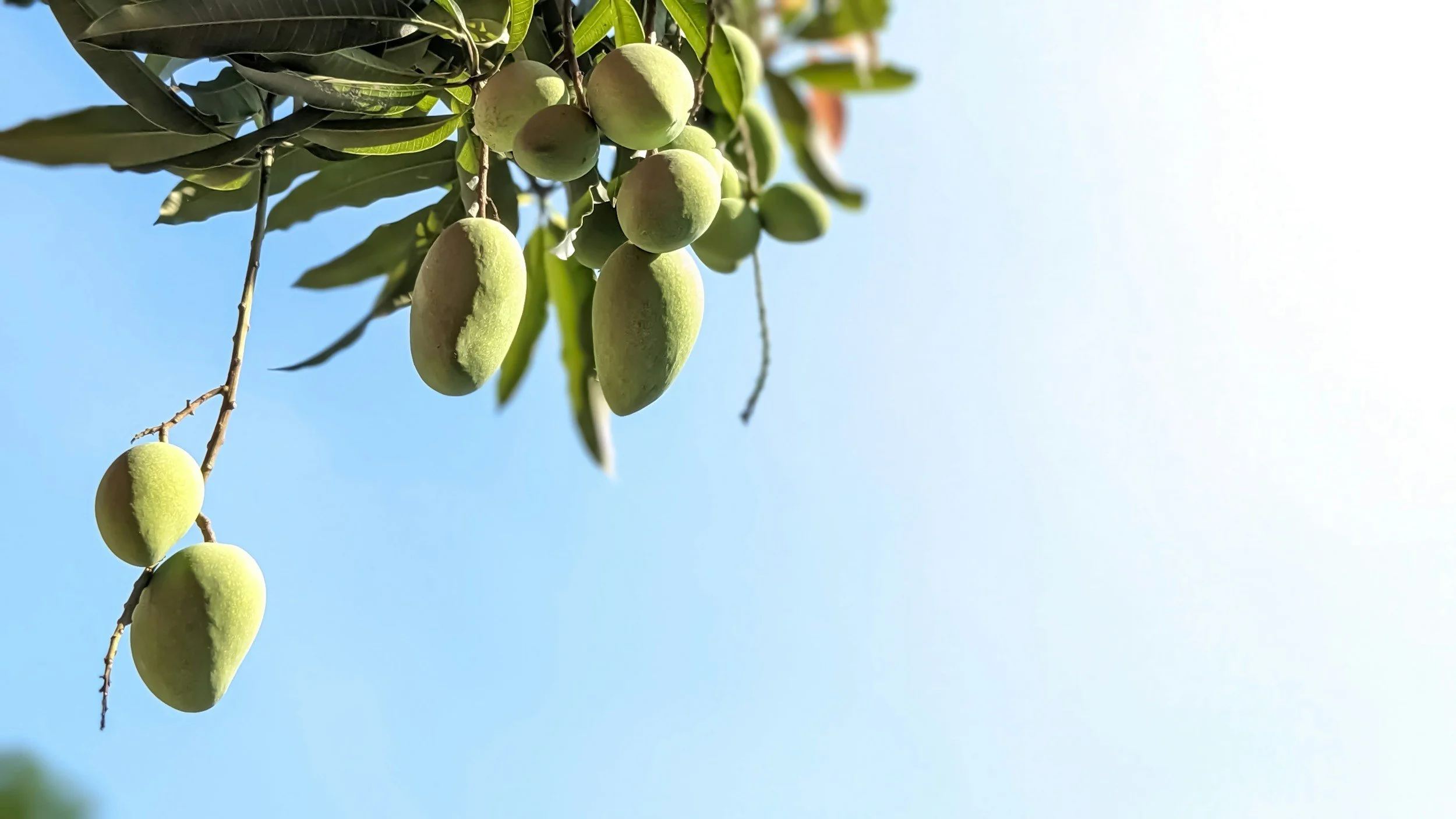 Green almonds hanging from a tree branch against a bright blue sky.