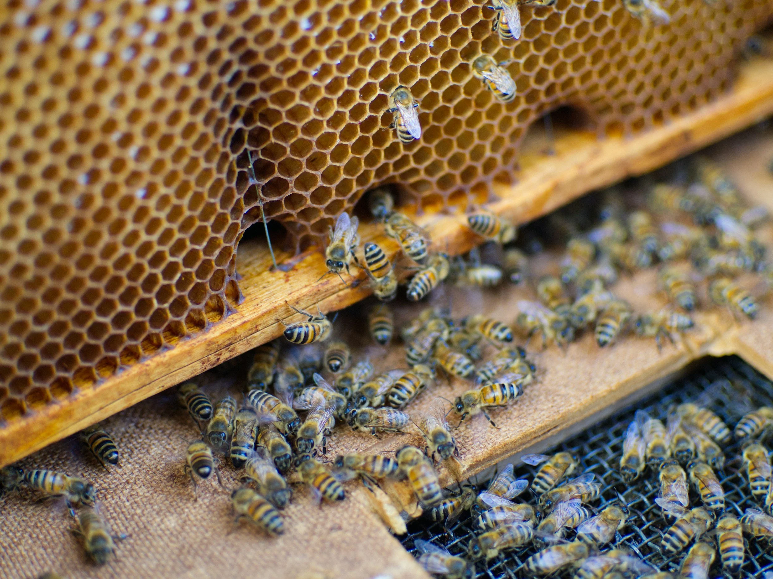 Close-up of bees working on a honeycomb and honeycomb frames.