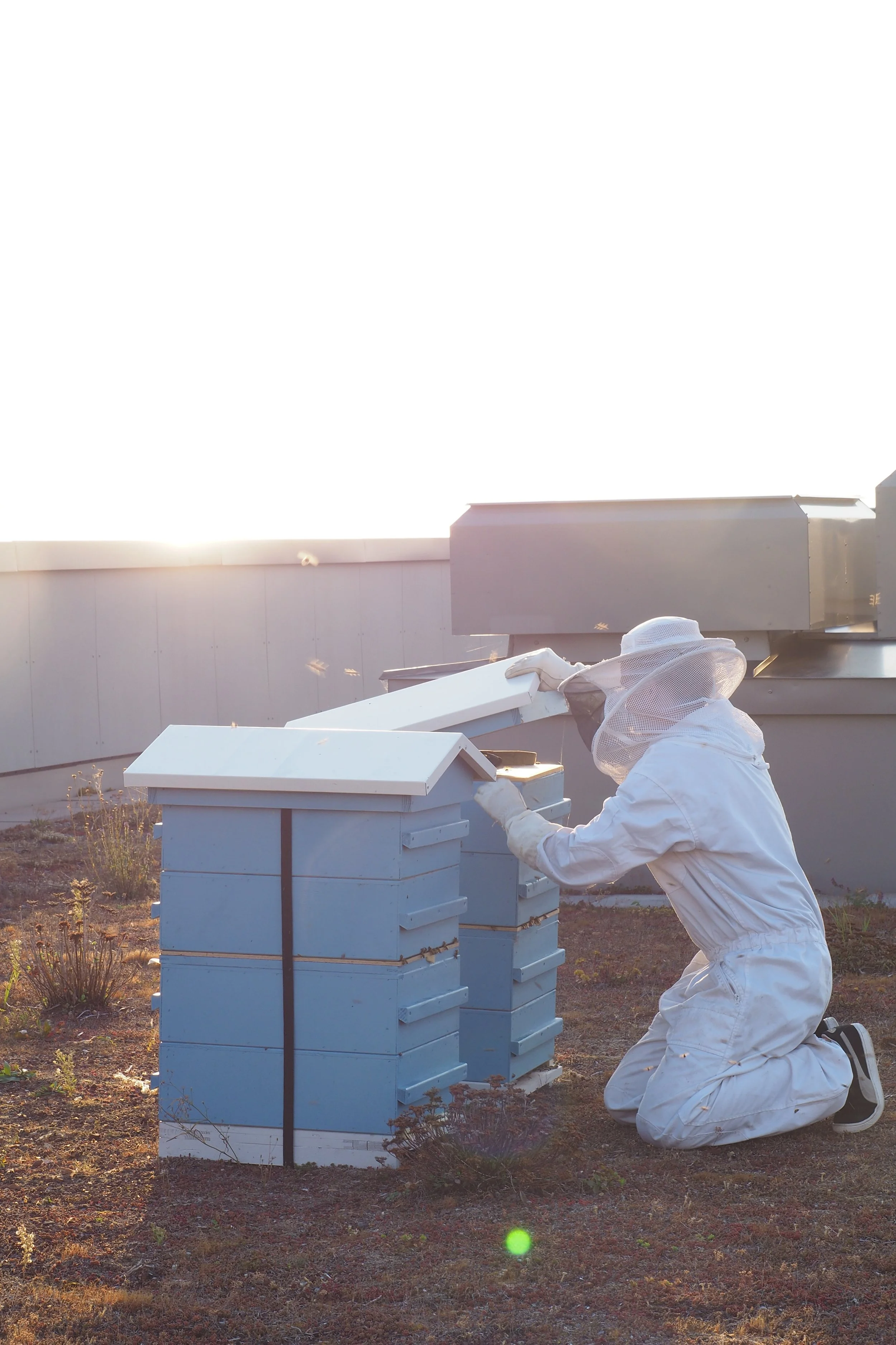 A beekeeper in a white suit kneeling on a gravel rooftop while opening a light blue wooden beehive during sunset.
