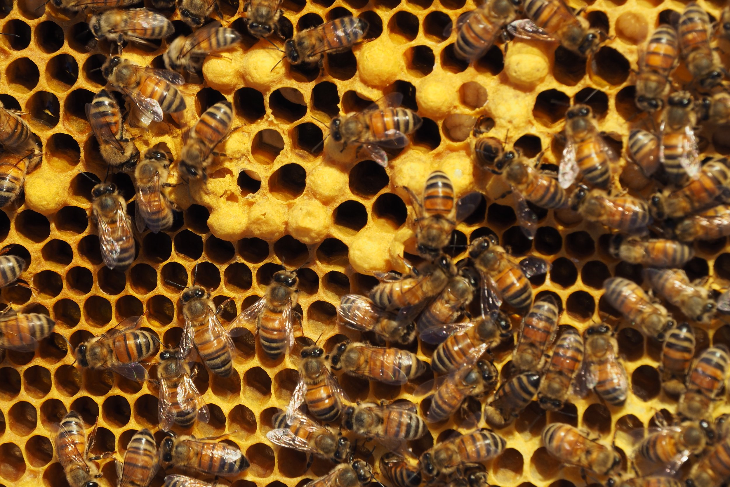 Vuosaari_Hives _©sssimone (15).JPG