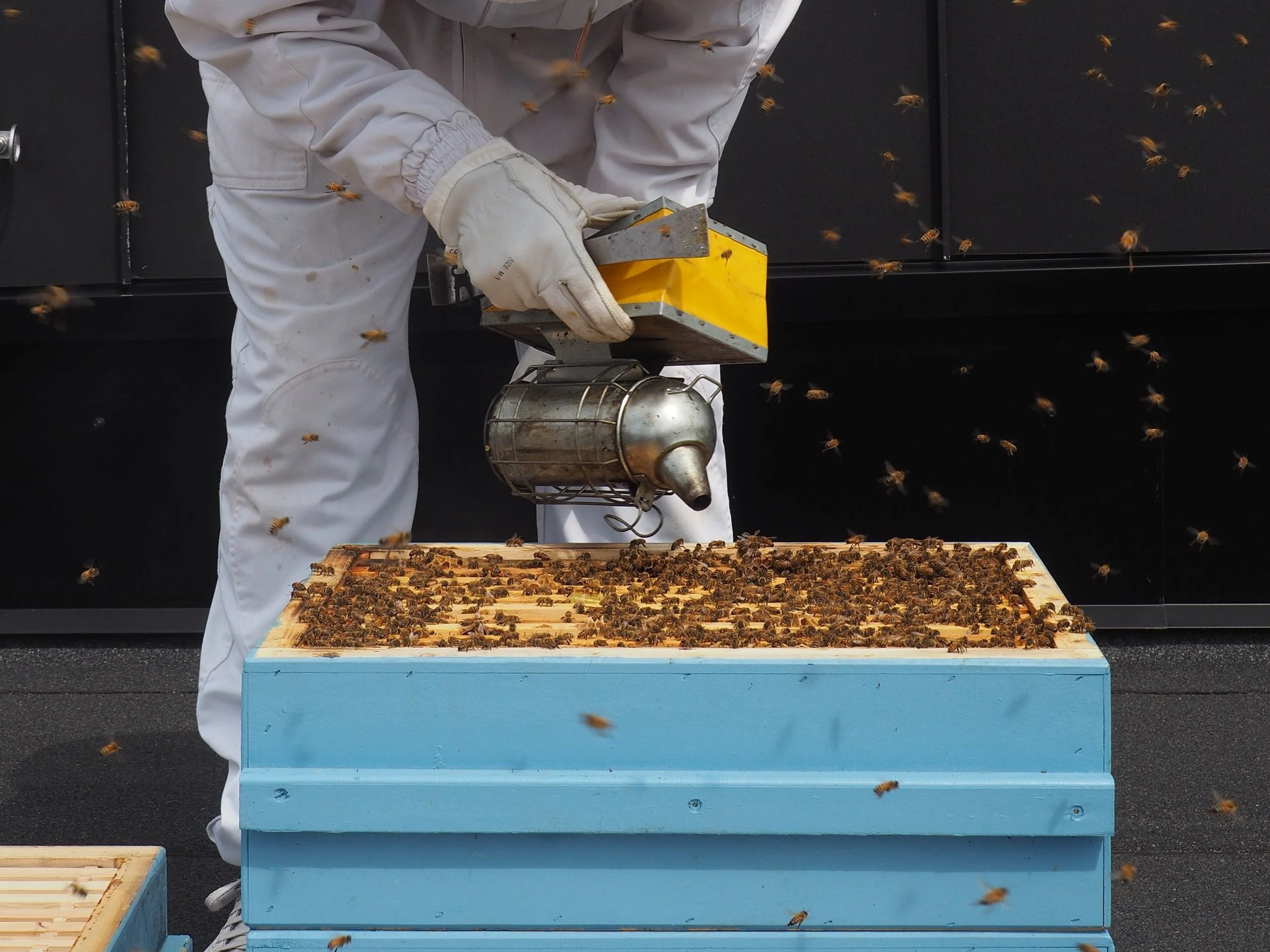 Suomitalo_Hives_2024_+%C2%A9sssimone+%281%29.jpg