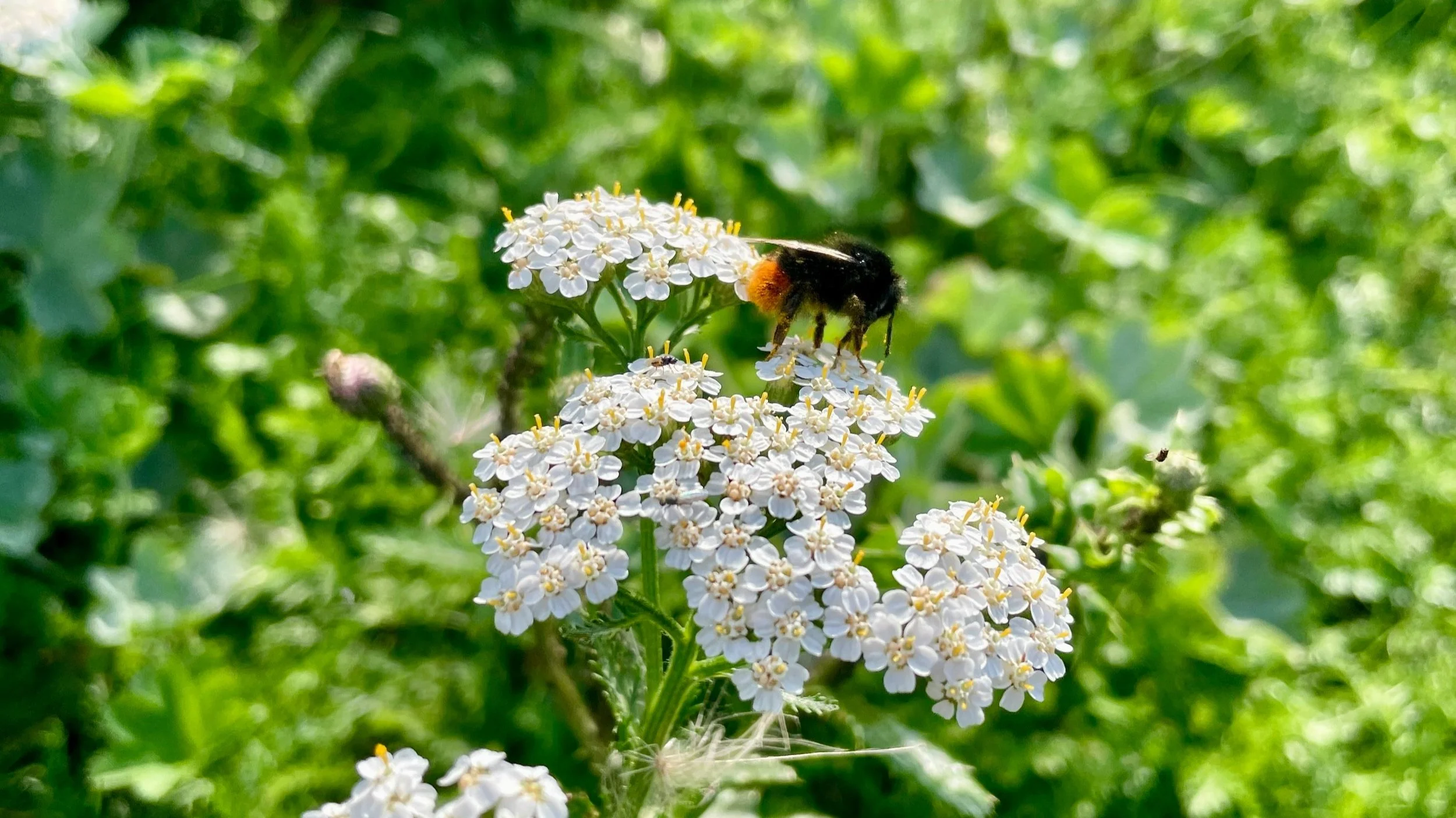 A wild bee gathering pollen from white yarrow flowers