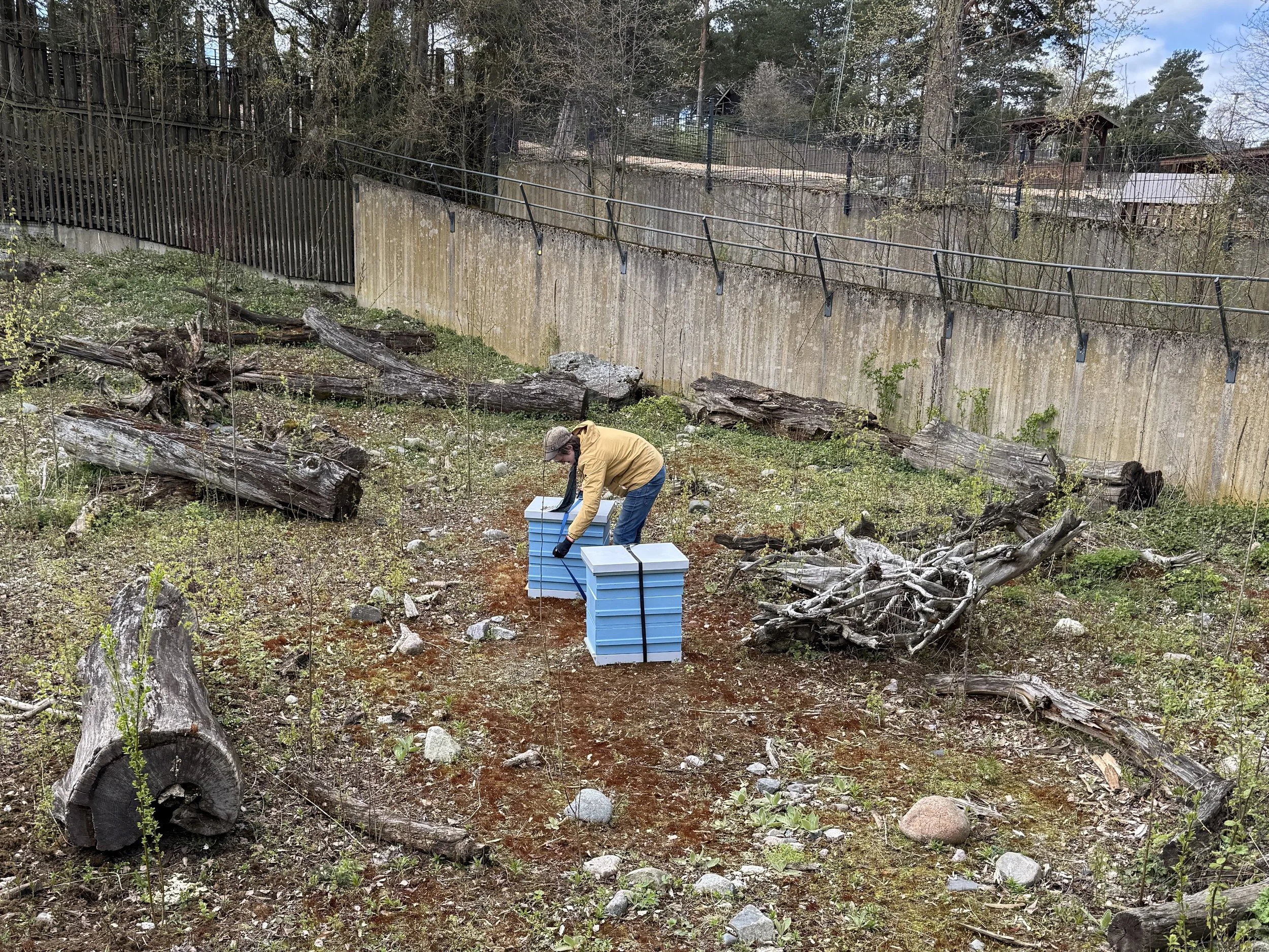 Korkeasaari 7.5.2025