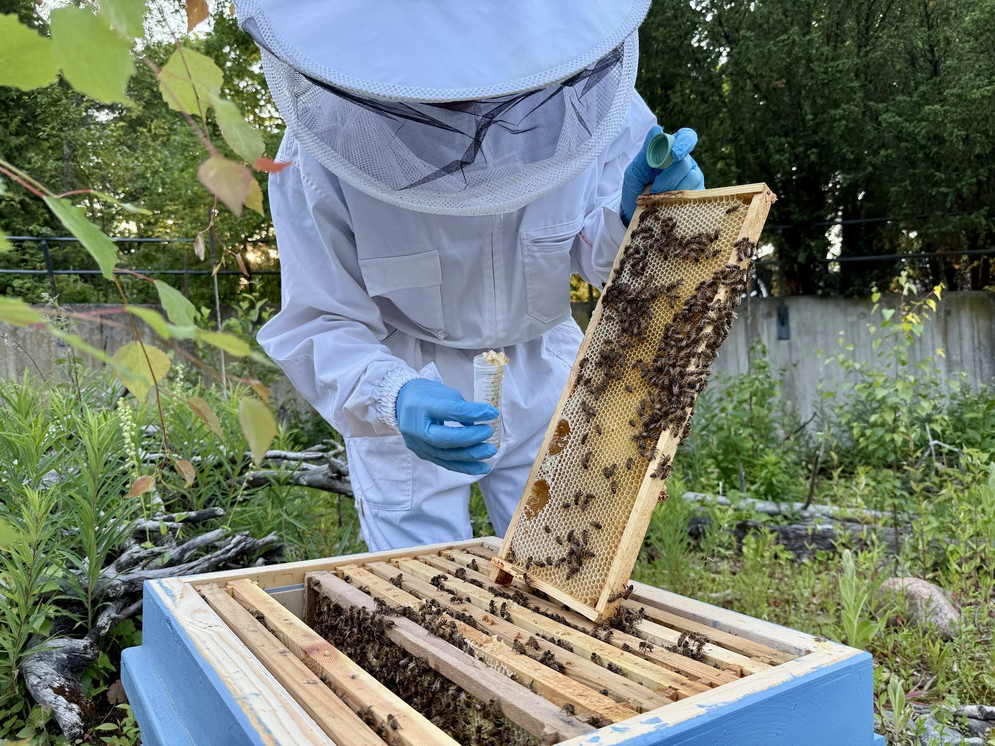 Korkeasaari 15.6.2025