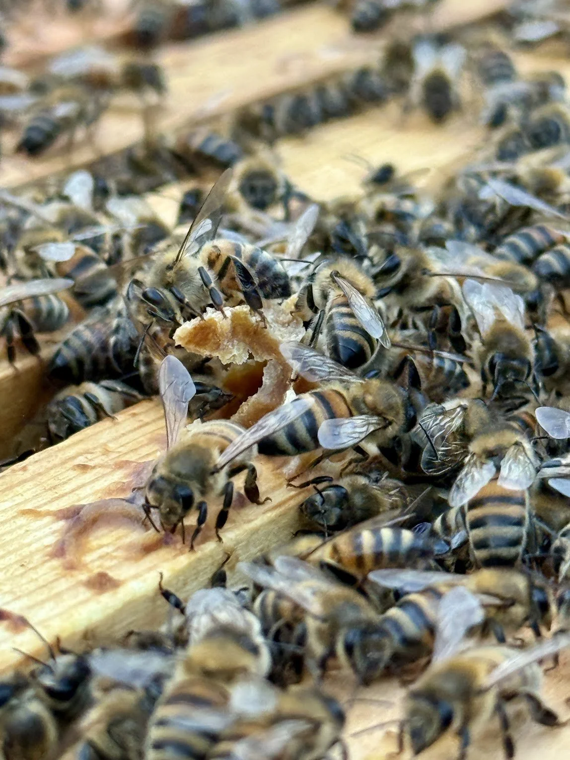 Korkeasaari 2.7.2025