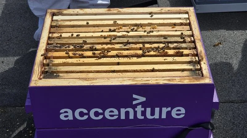 Accenture: 24.6 (no notes)