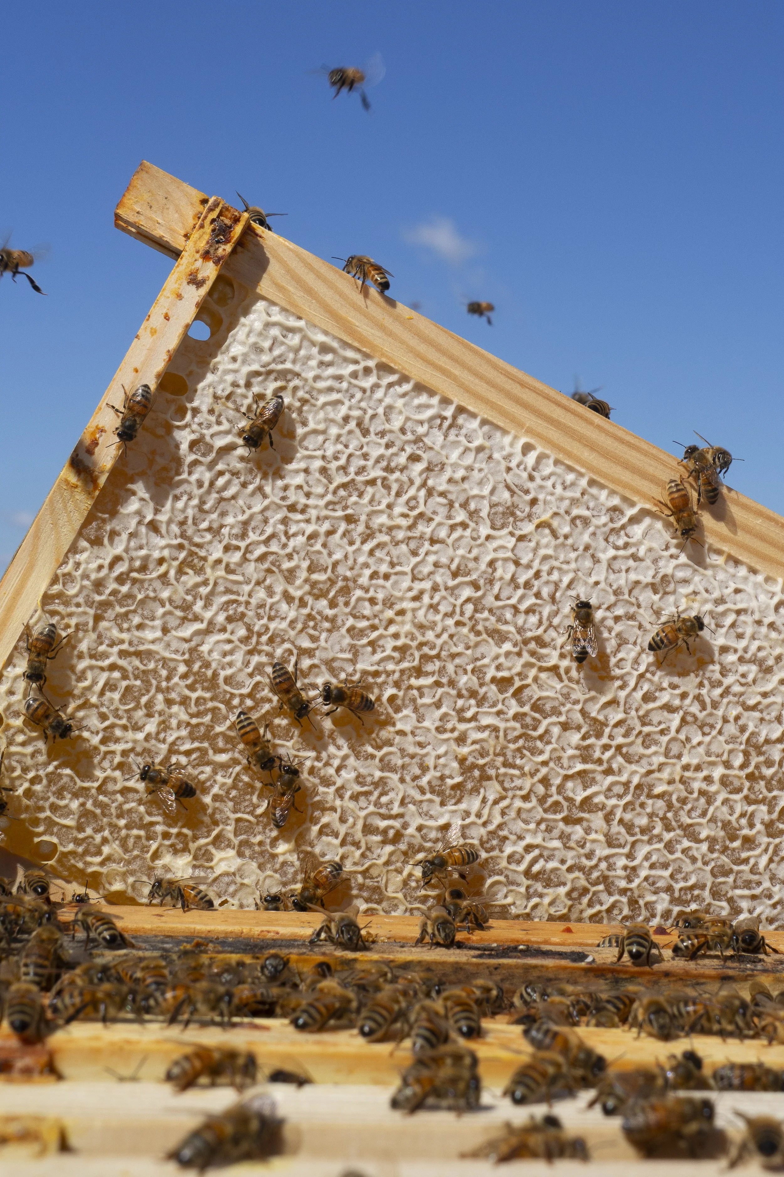 KEVA_Hives_2025 ©Sssimone Gaglione_(10)_Original.jpeg