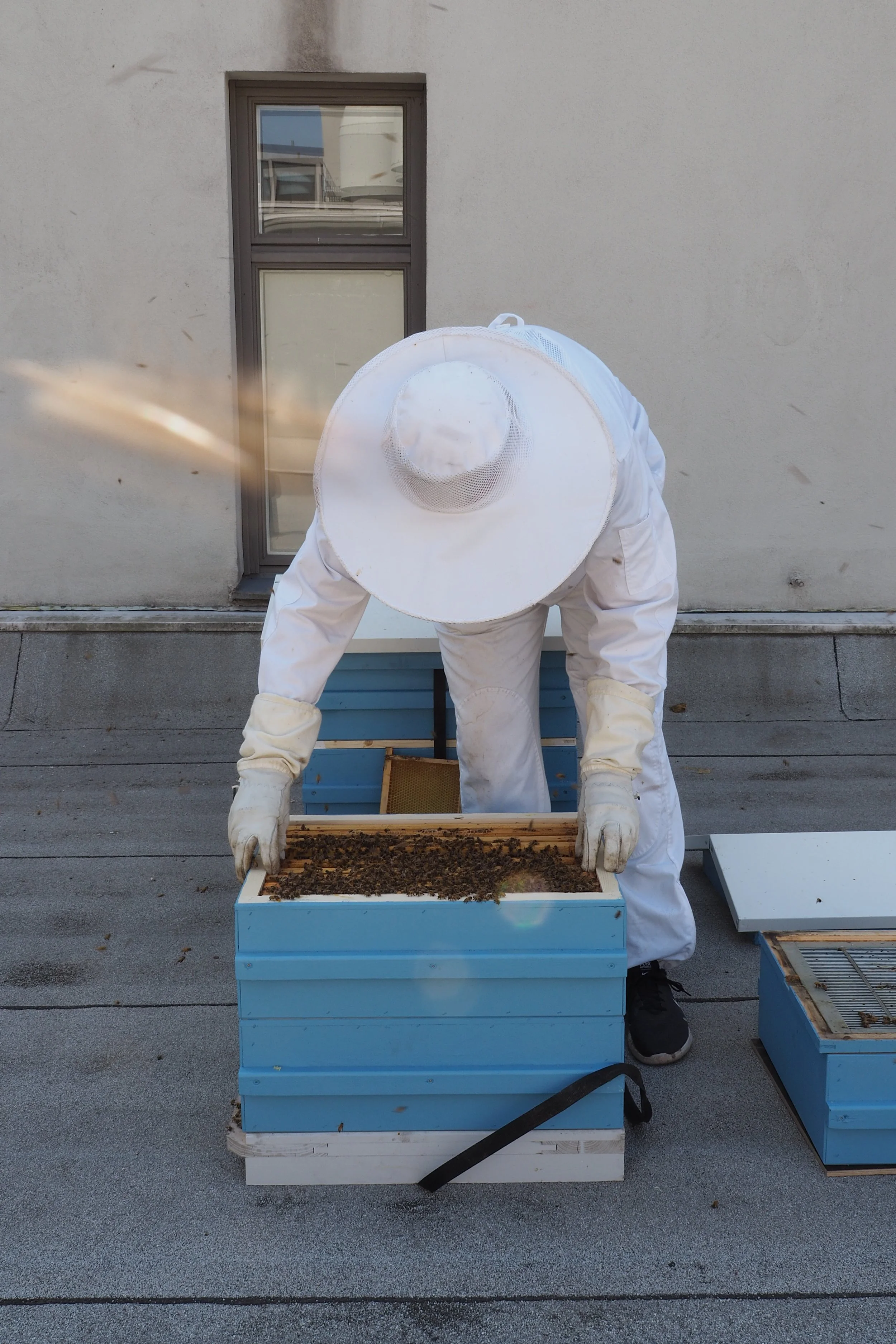 Eteläesplanadi_Hives_2023_ ©sssimone (1).JPG