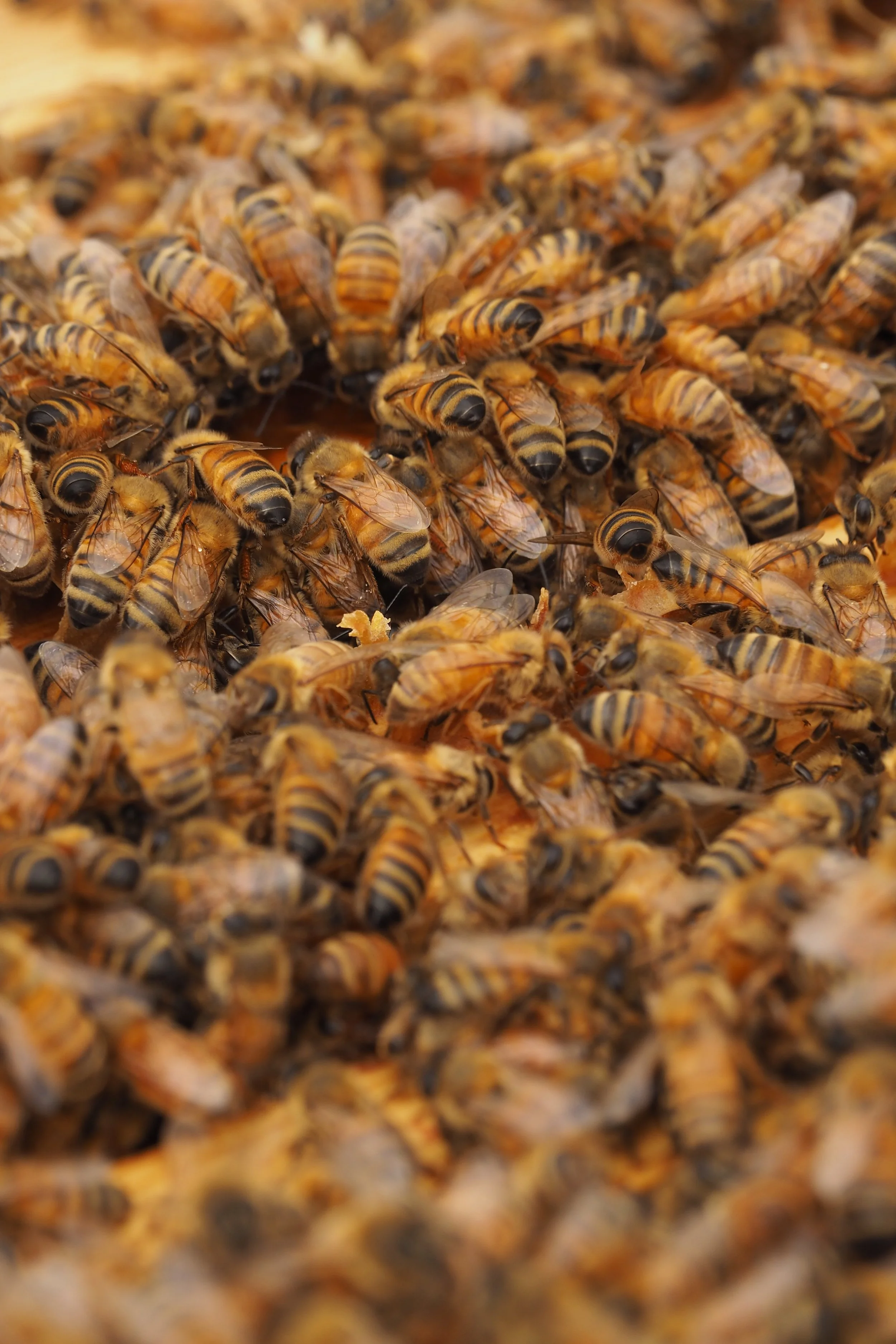 Toolonlahdenkatu_Hives _©sssimone (15).JPG