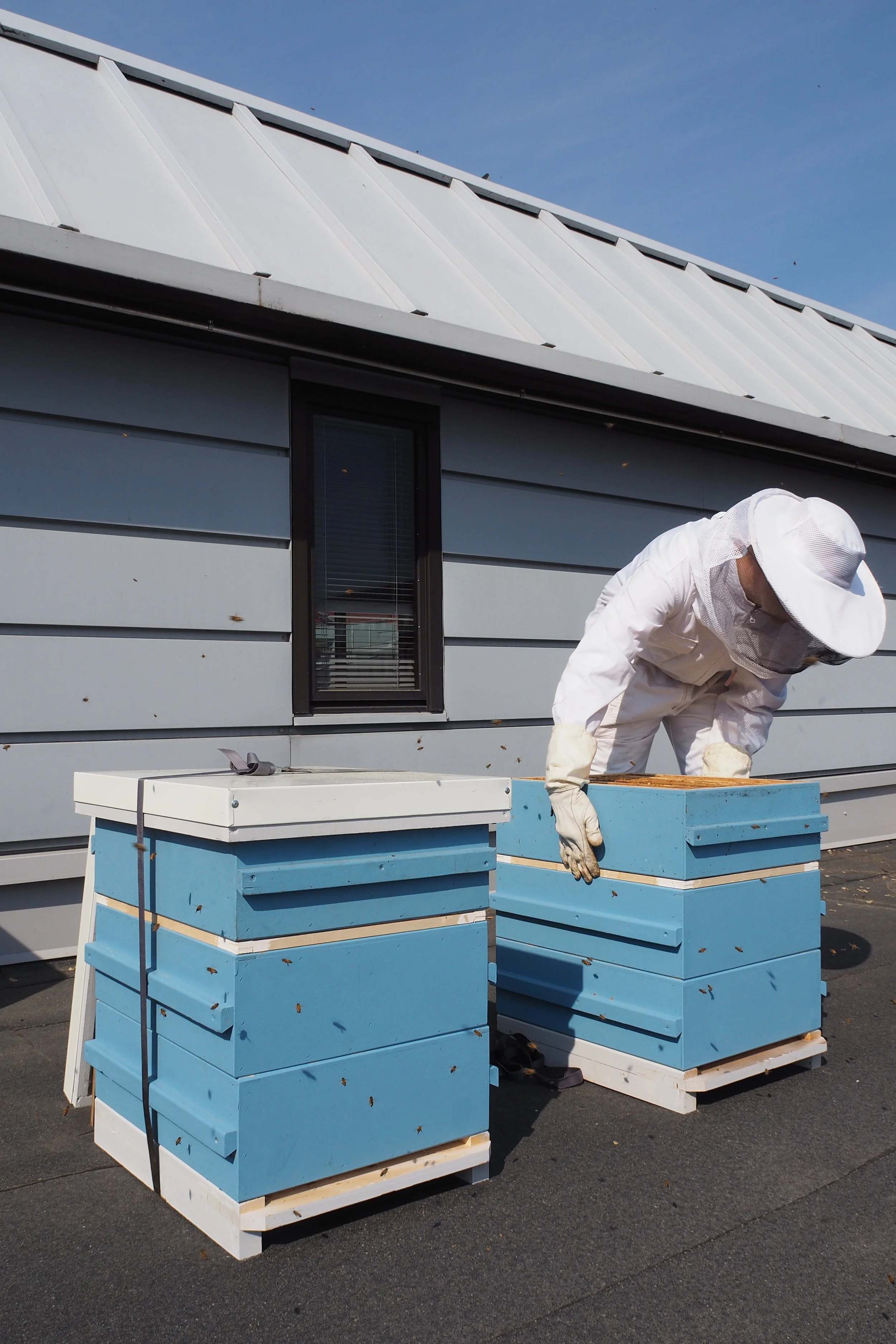 Kansis1_Hives_2023_ ©sssimone (4).JPG