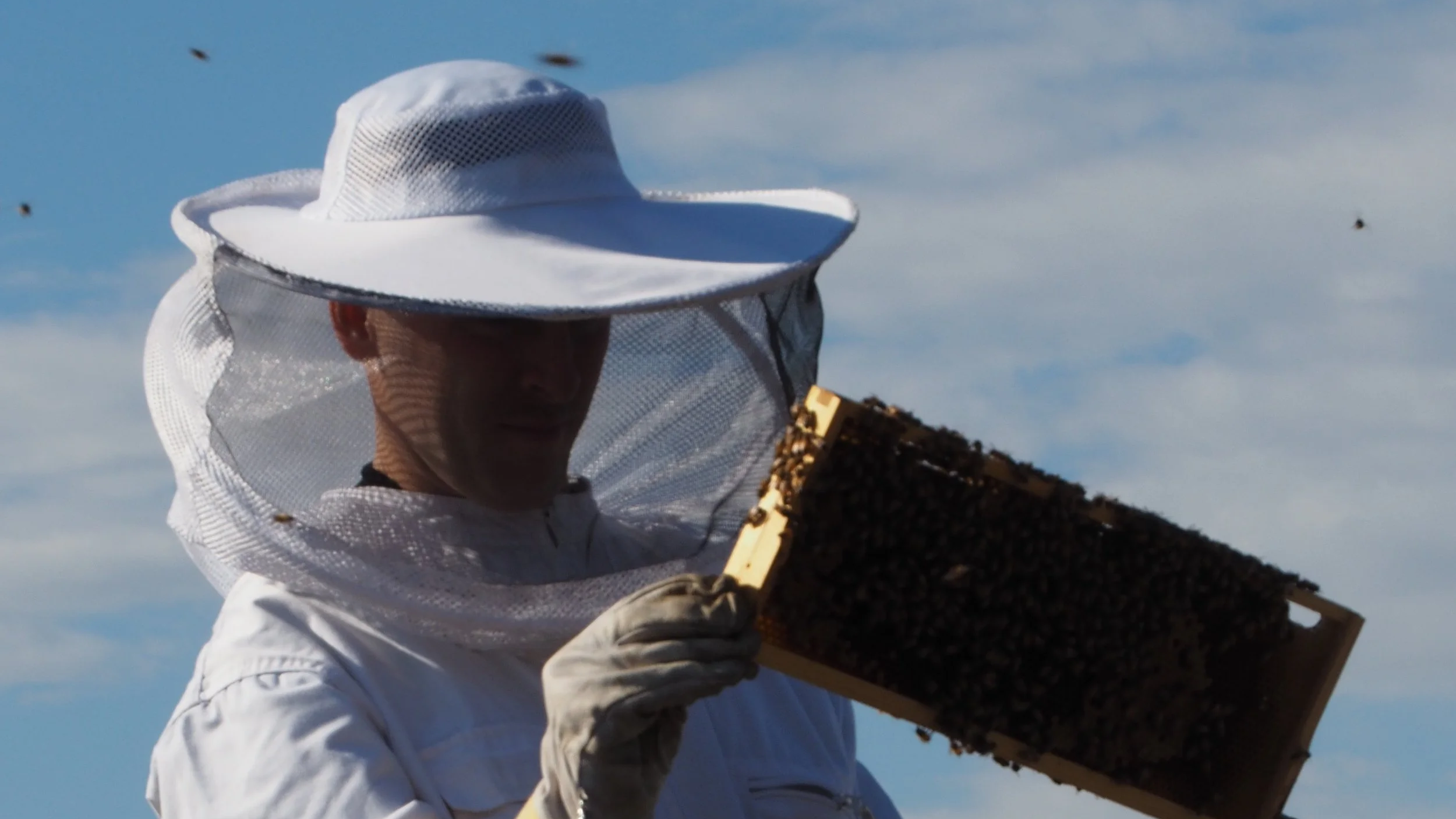 Arabia_Hives+_%C2%A9sssimone+%289%29.png