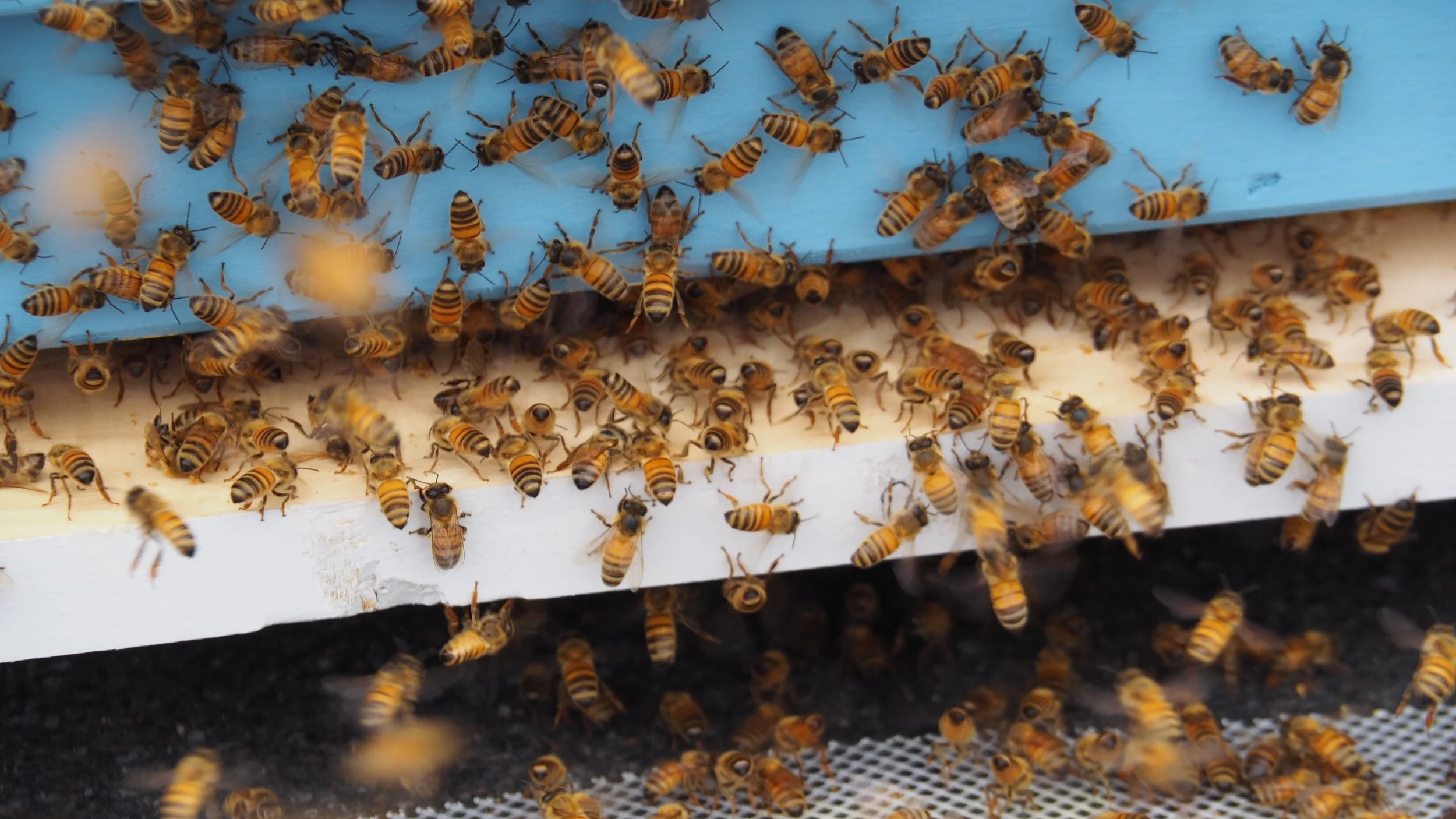 Tampere_Hives+_%C2%A9sssimone+%288%29+%281%29.png