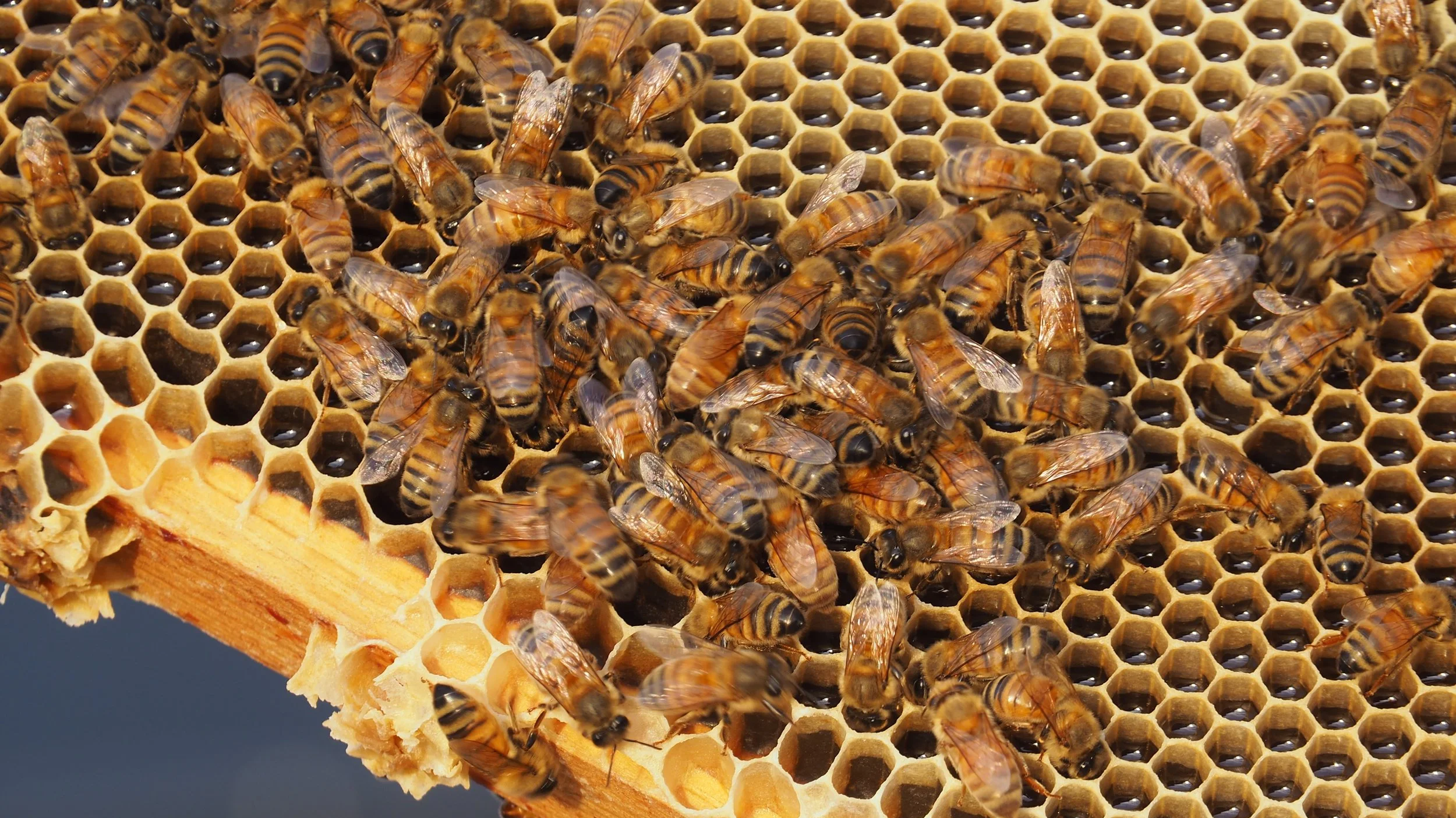 Kallio_Hives+_%C2%A9sssimone+%2839%29.png