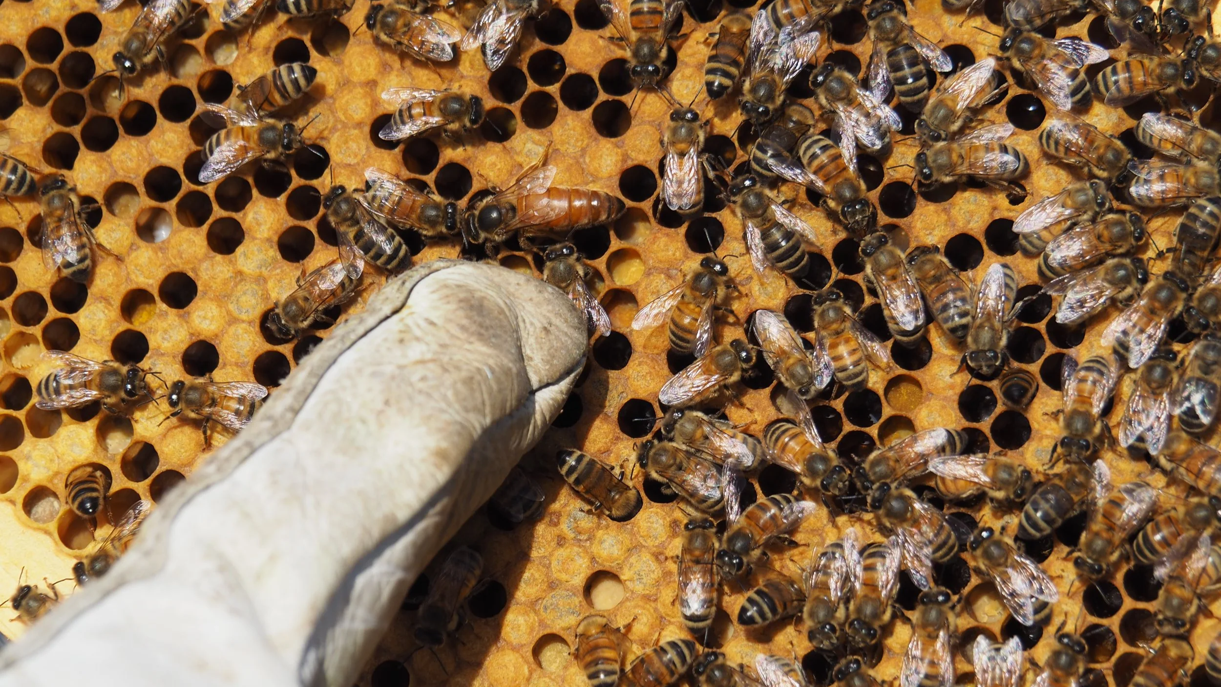 08.06_Hives_Kalasatama+%2816%29+%281%29.png