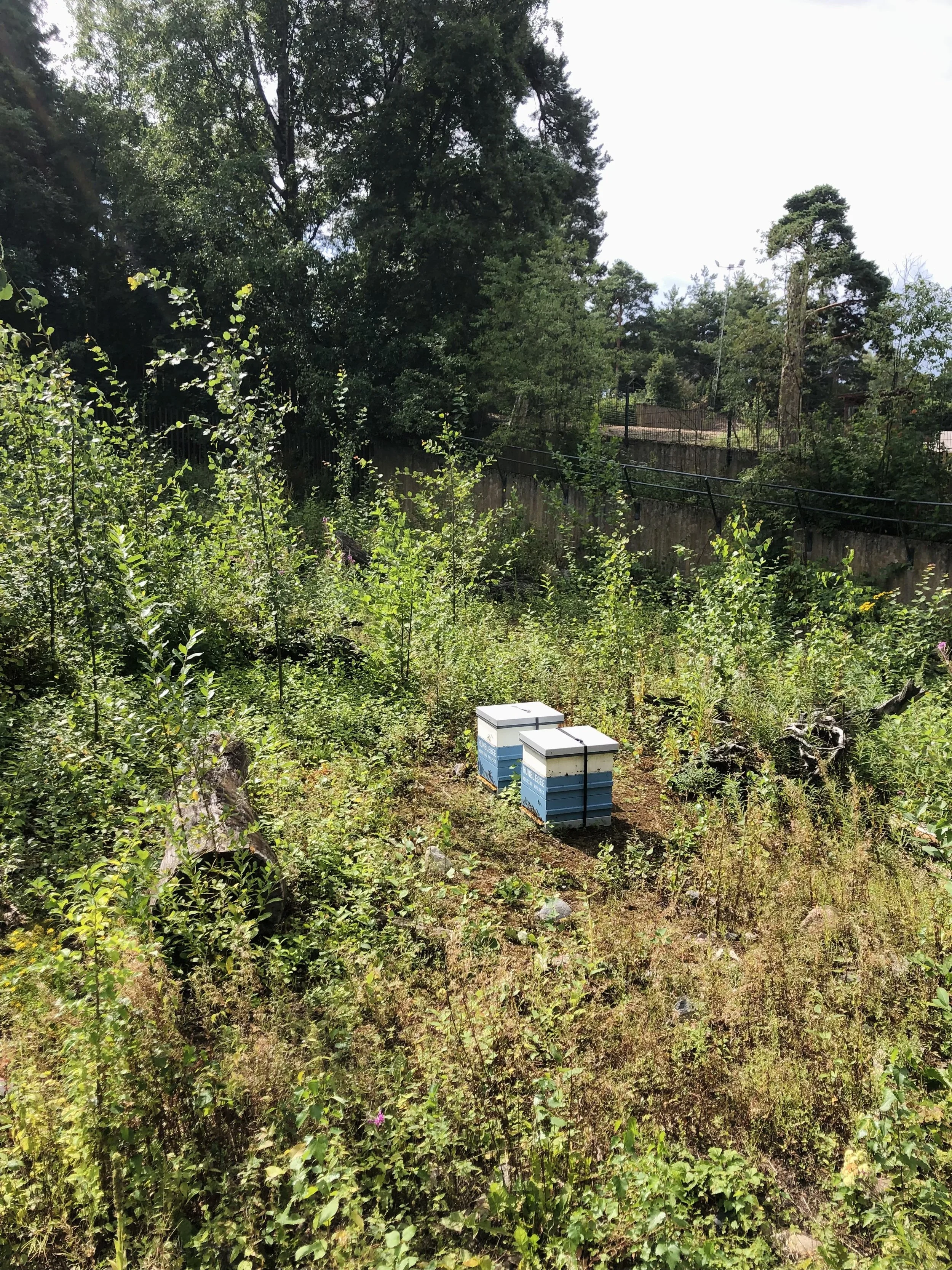 Korkeasaari 20.8.2025