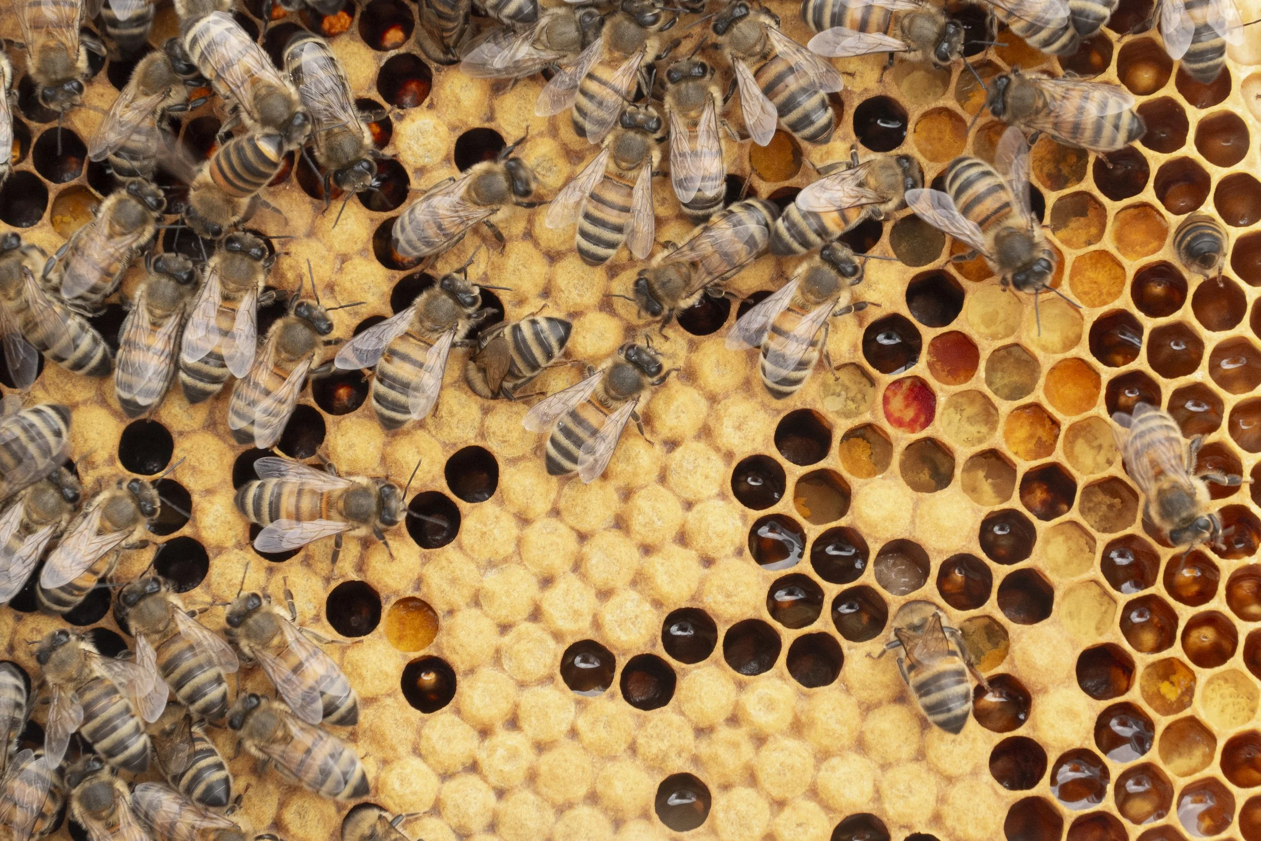 Antilooppi_Hameentie 19_Hives_2025_©sssimone gaglione (4).jpg