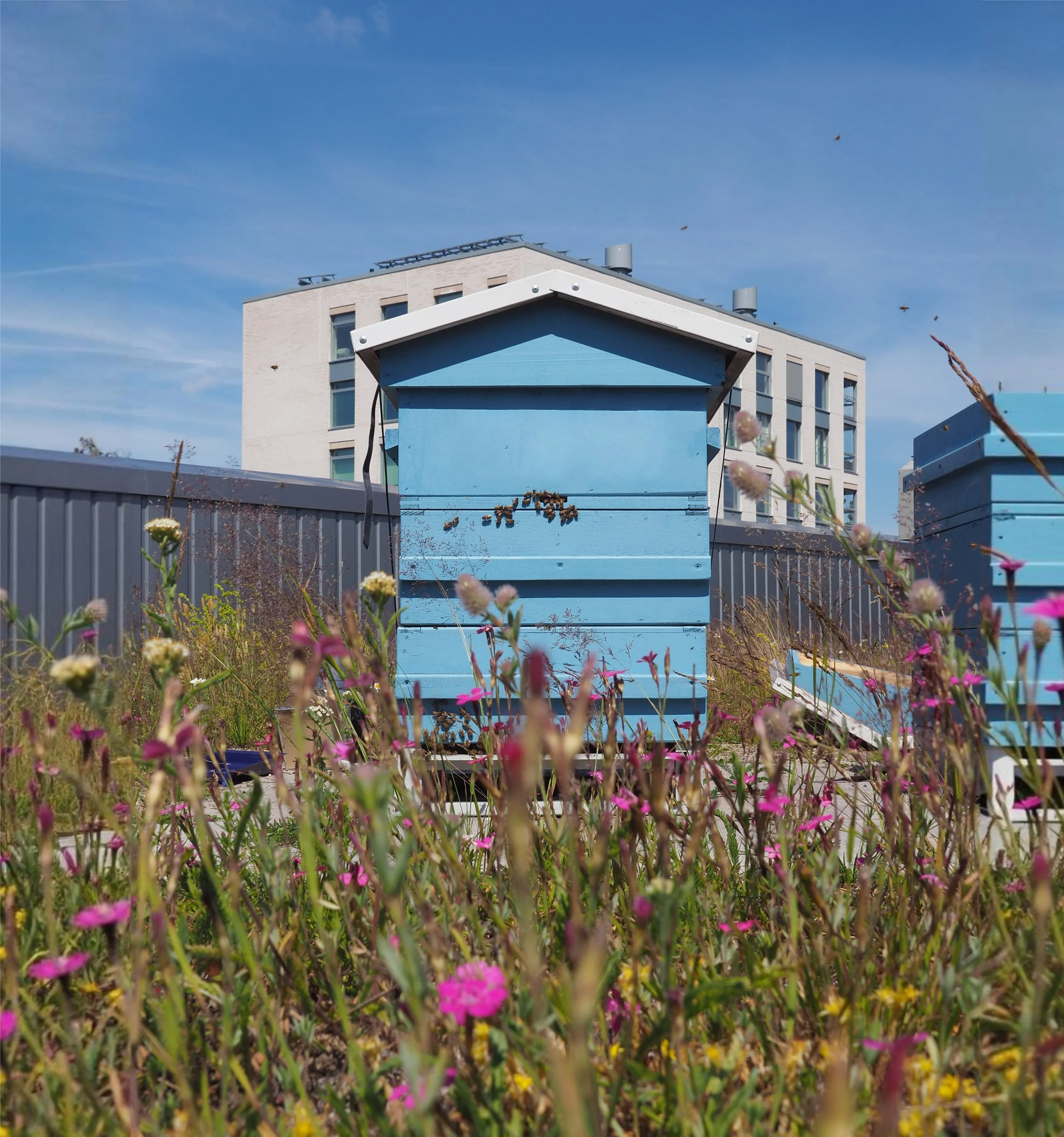 A light blue beehive sitting behind a patch of pink and white wildflowers on a rooftop, with a modern office building in the background.