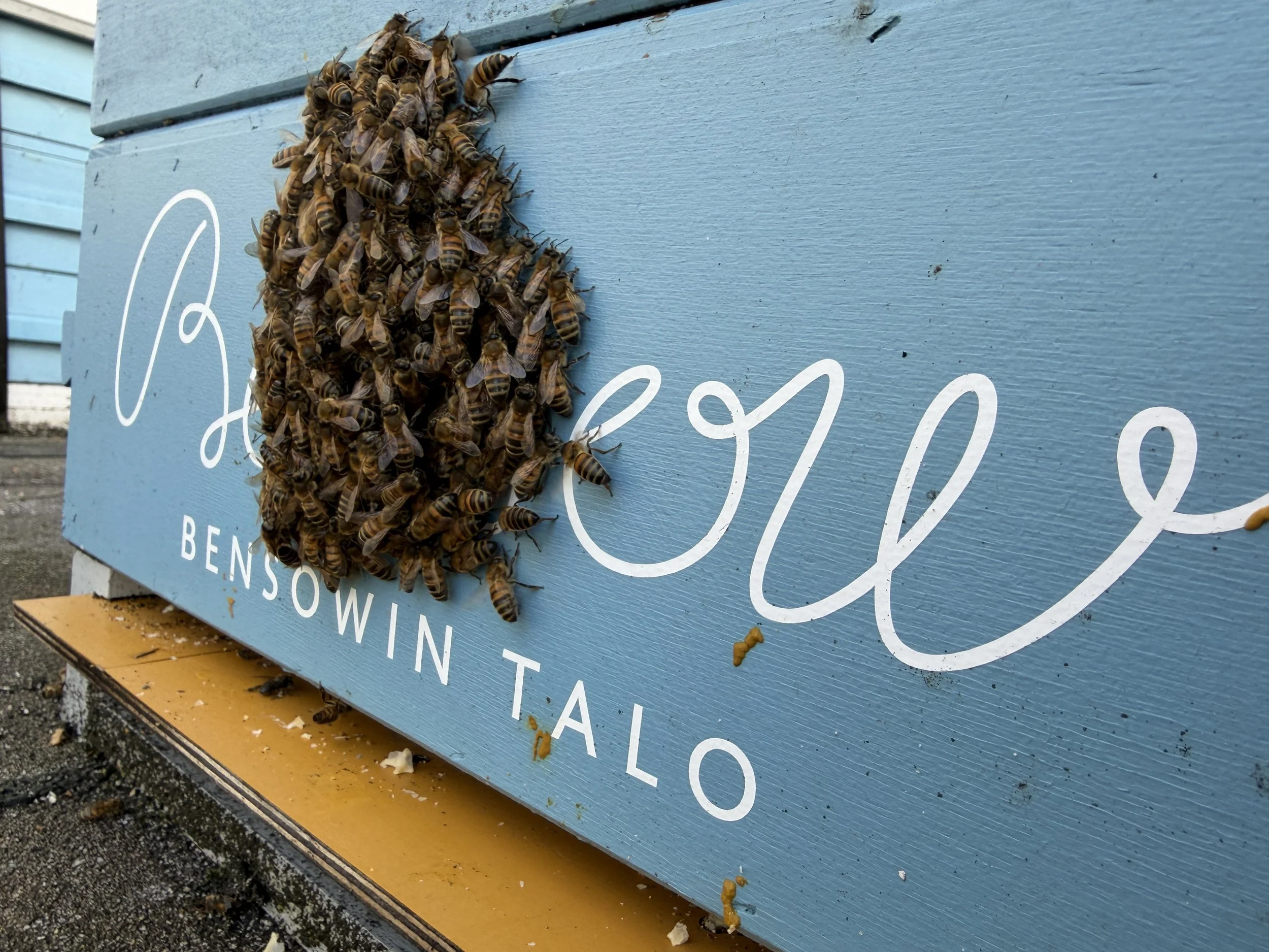 Bensowin Talo: 5.05.2026