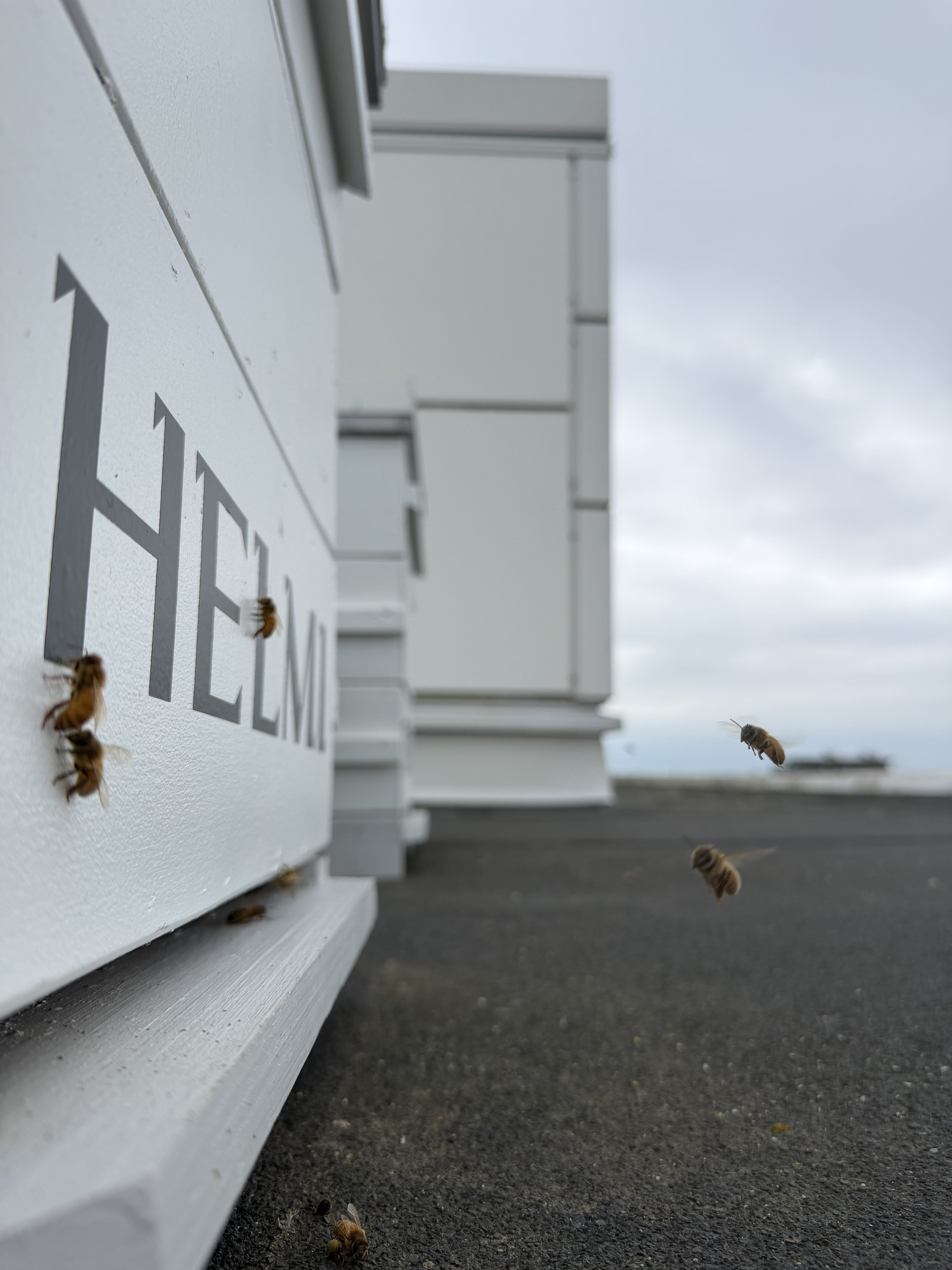 Helmi: 10.06.2026