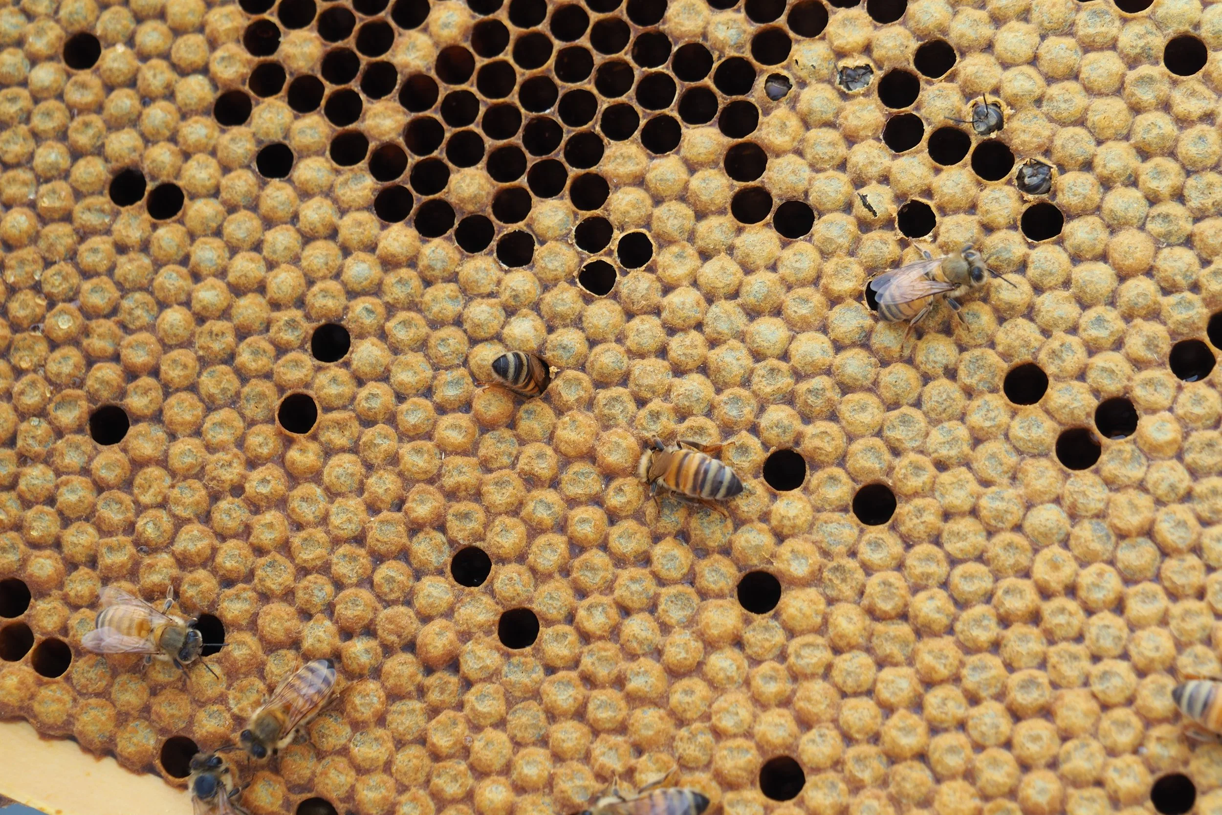 Korkeasaari 20.7.2025