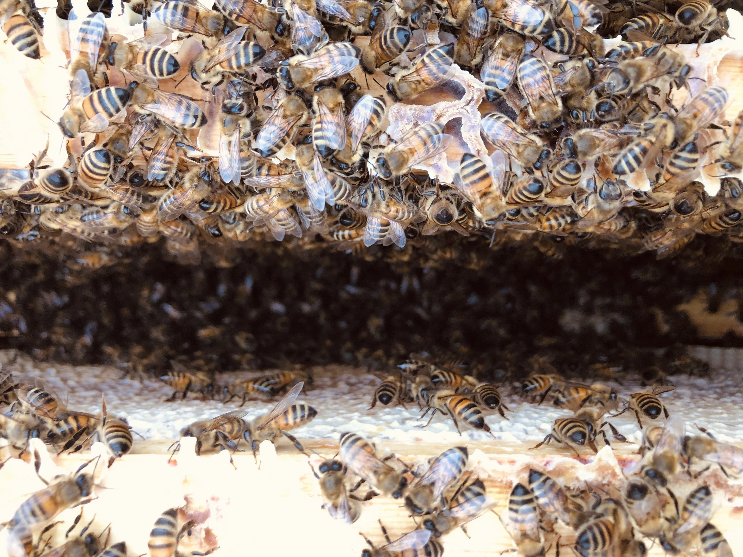 Korkeasaari 16.10.2025