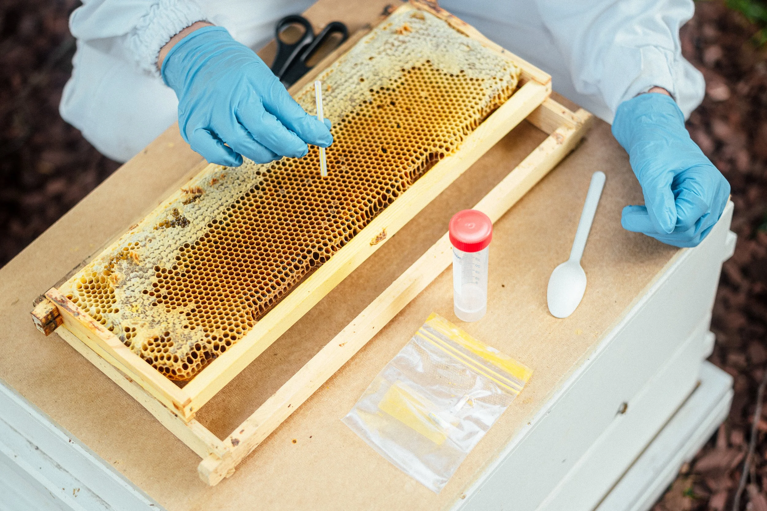 A beekeeper wearing blue gloves collecting samples from a honeycomb frame with a small tool, surrounded by eDNA research equipment including a plastic container, a spoon, and a sealed plastic bag, outdoors.