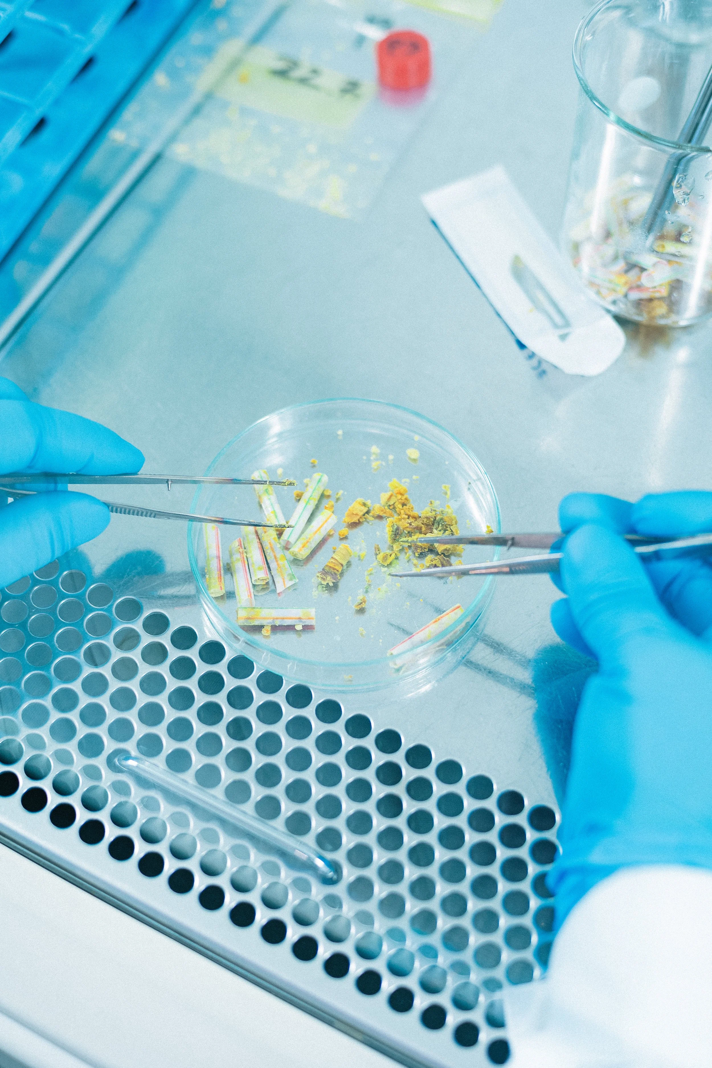 Top-down view of gloved hands using metal tweezers to sort small yellow organic samples and tubes in a glass petri dish.
